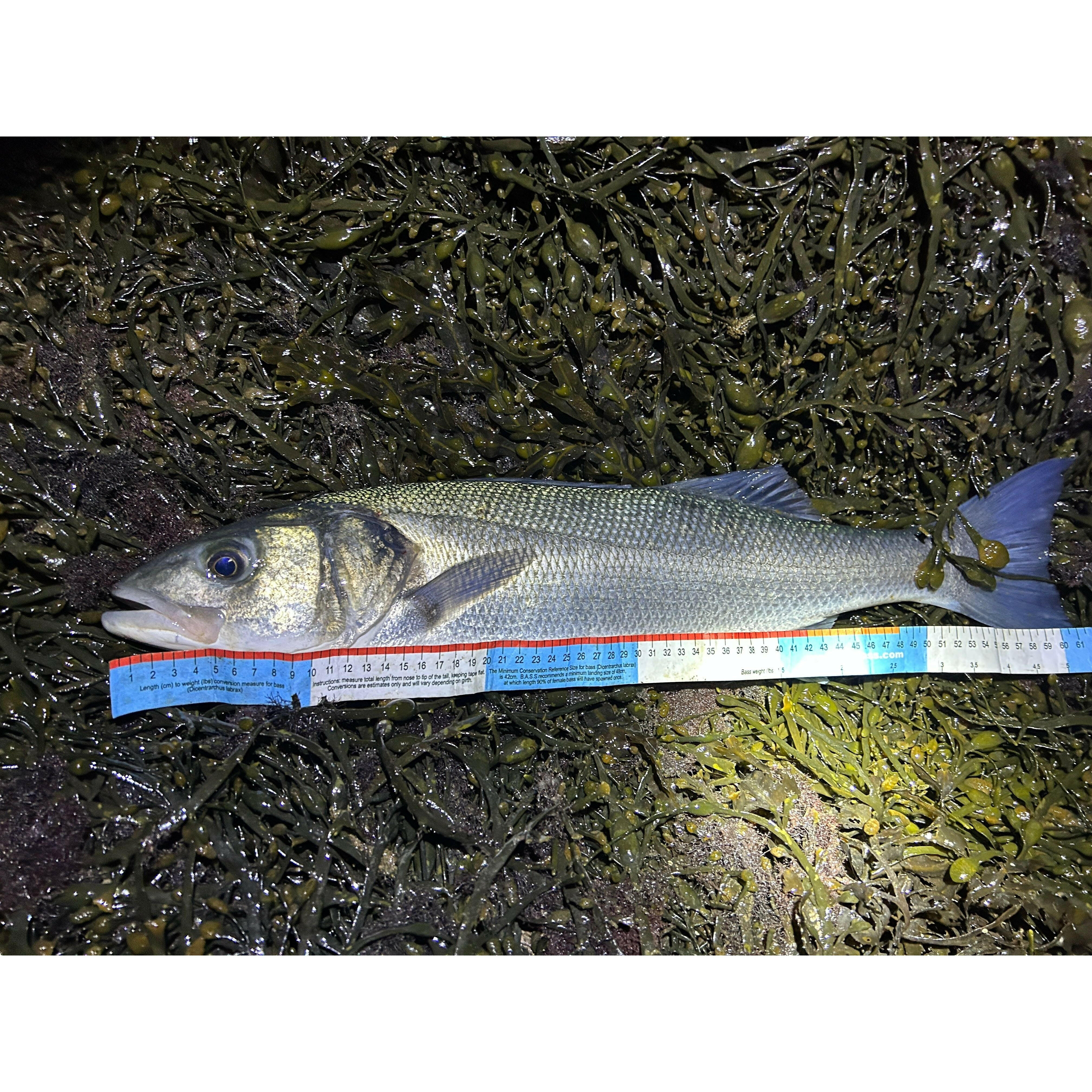 BASS Measuring Tape MK II - Bass Lures UK