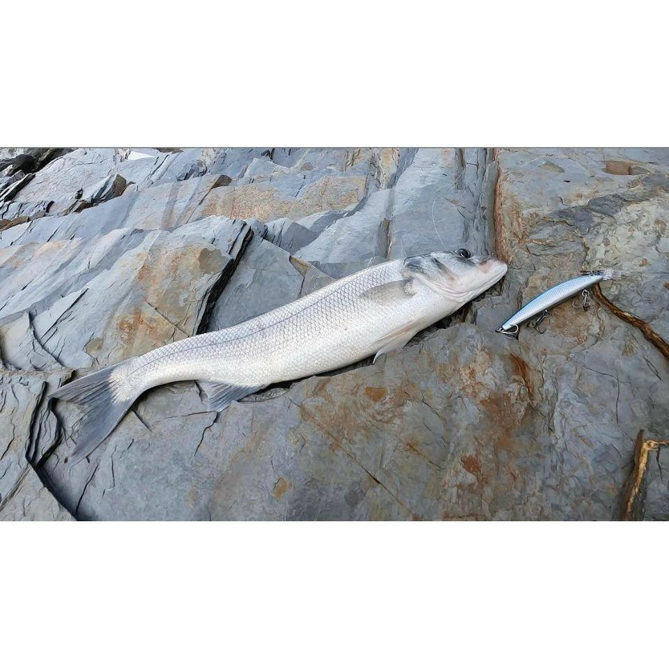 Medium Sub - Surface 120mm 16g Shallow Shorline Running Bass Lure - Bass Lures UK