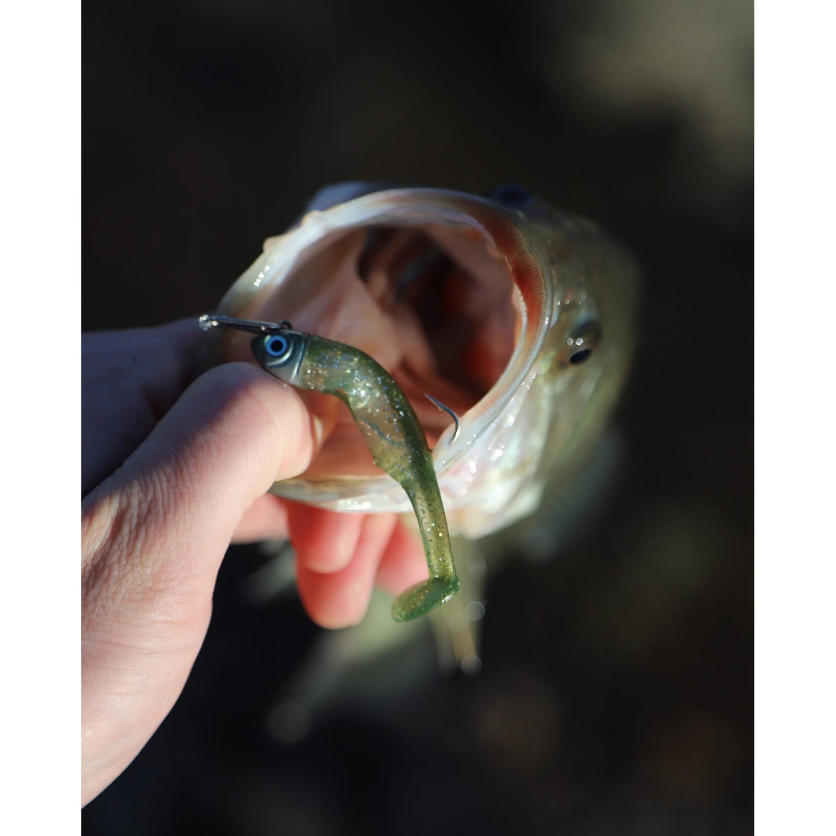 Drift Weedless Shoal Shad Double Combo Bass Lure