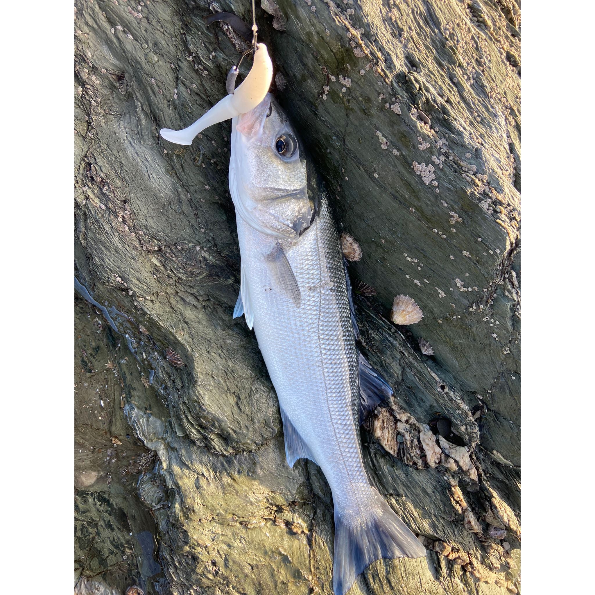 4” Handmade Cornish Split Shad Bass Lure Sets (NEW)