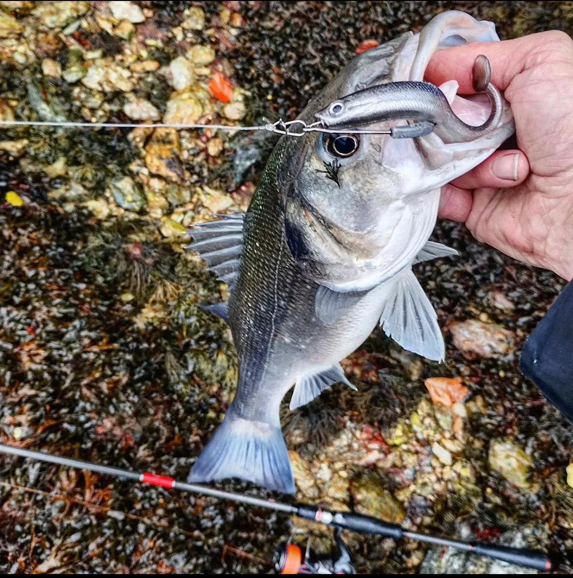 4.5” Soft J Shad Style Bass Lure Sets 125mm 18g