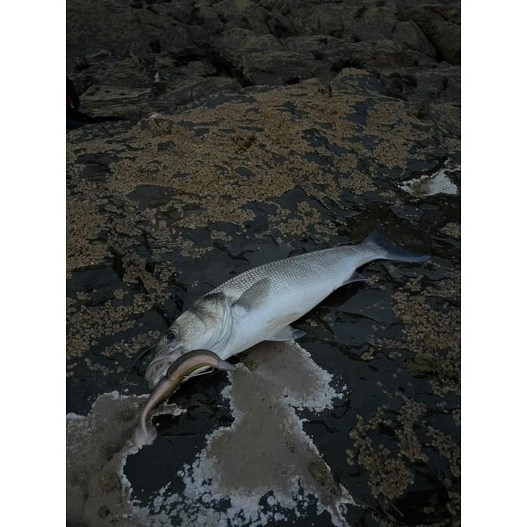 Split Shad Bass Lure Sets - Bass Lures UK