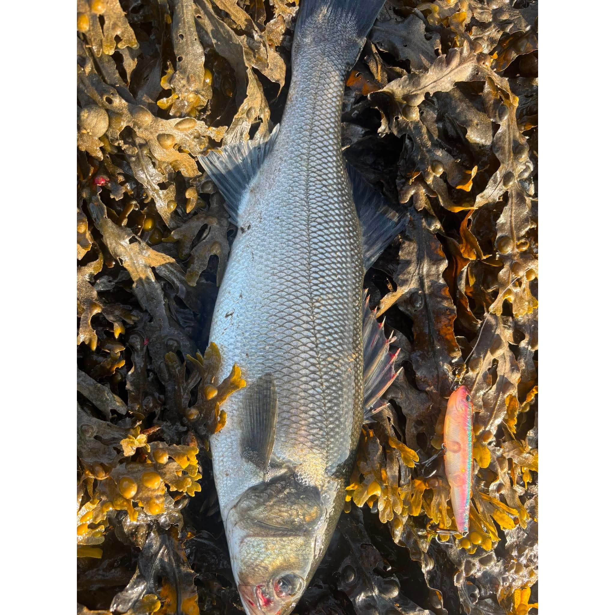 Small Surface Dog Bass Lure