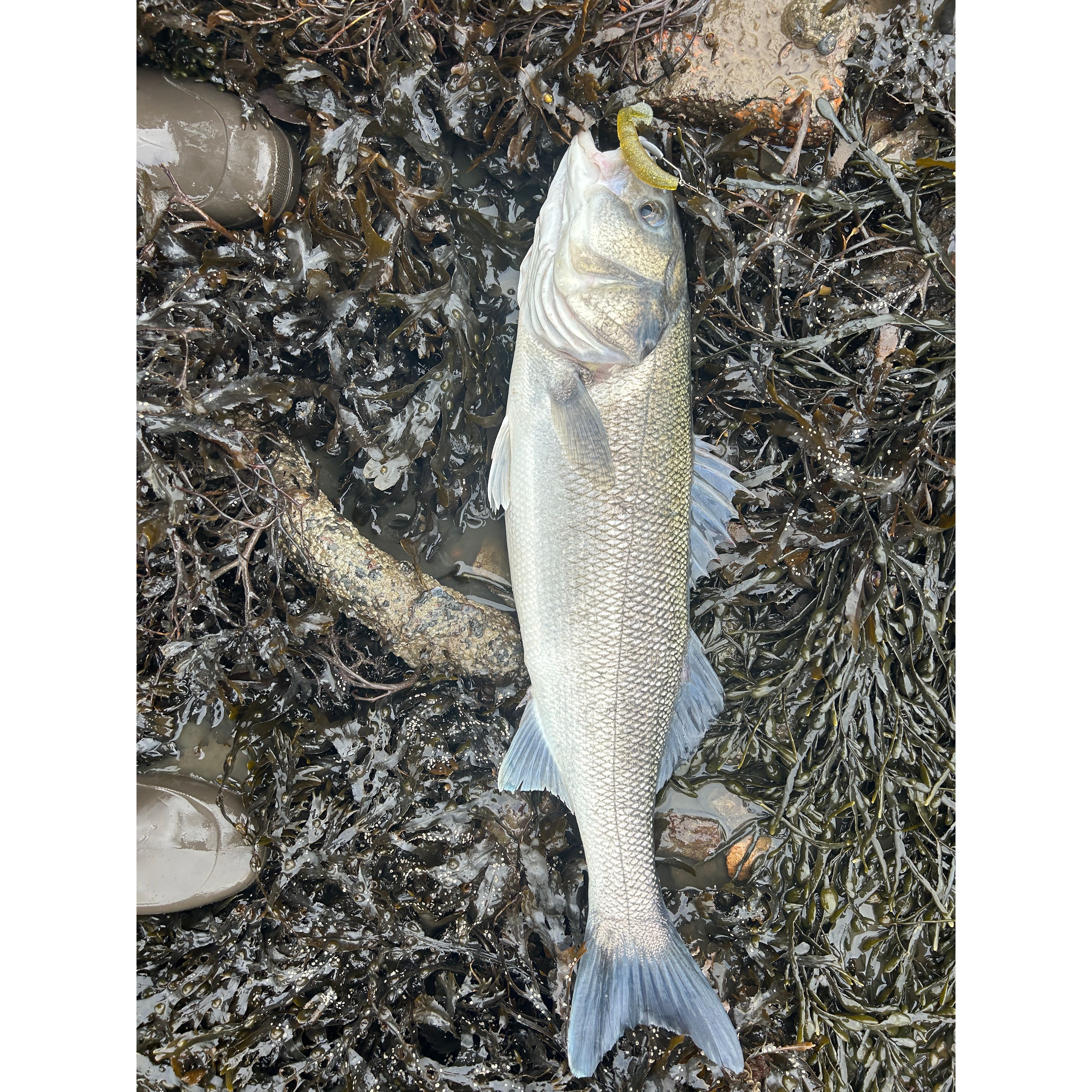 4” Handmade Cornish Split Shad Bass Lure Sets (NEW)