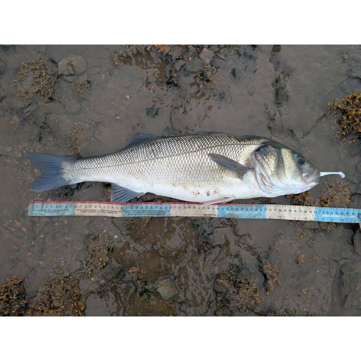 BASS Measuring Tape MK II - Bass Lures UK