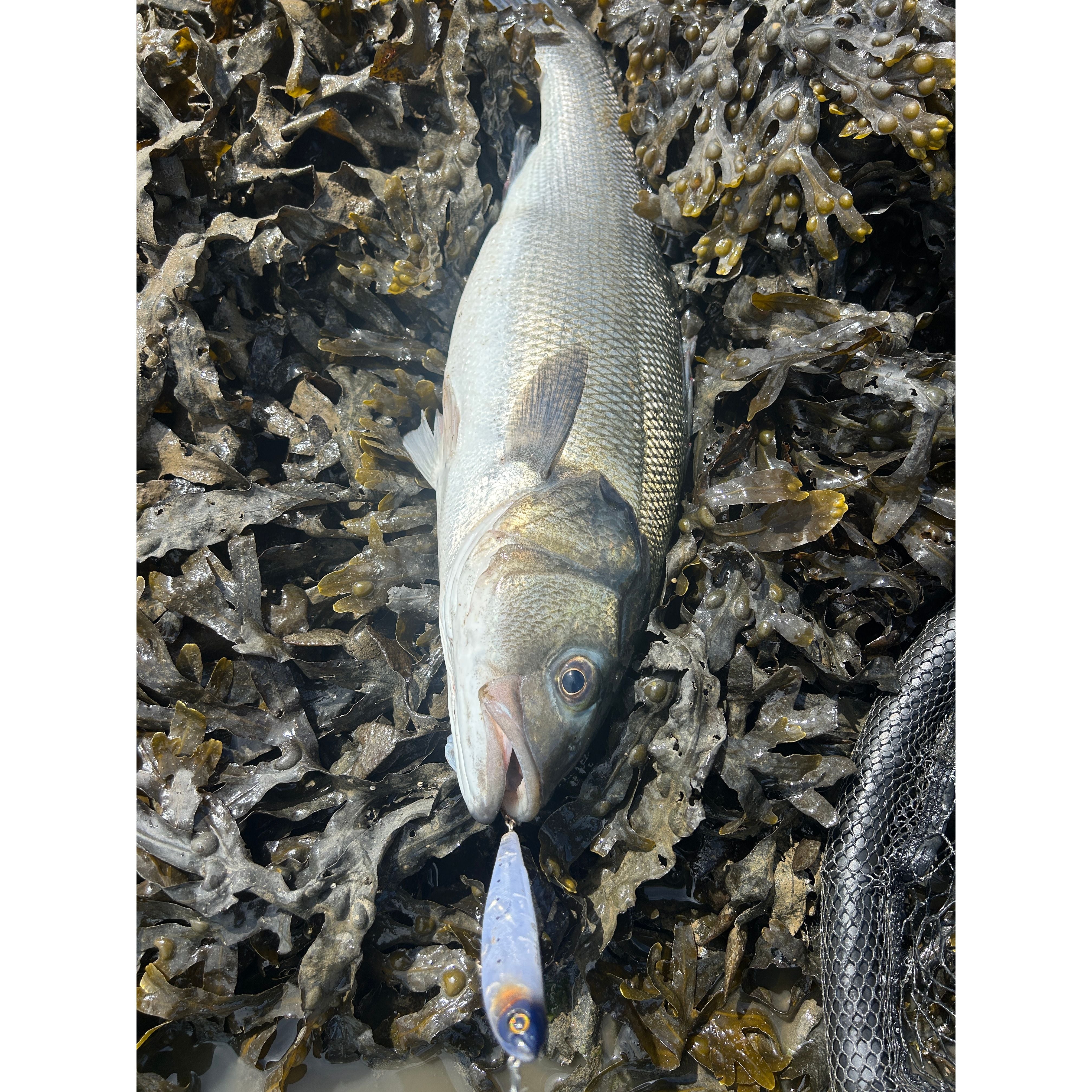 Small Surface Dog Bass Lure