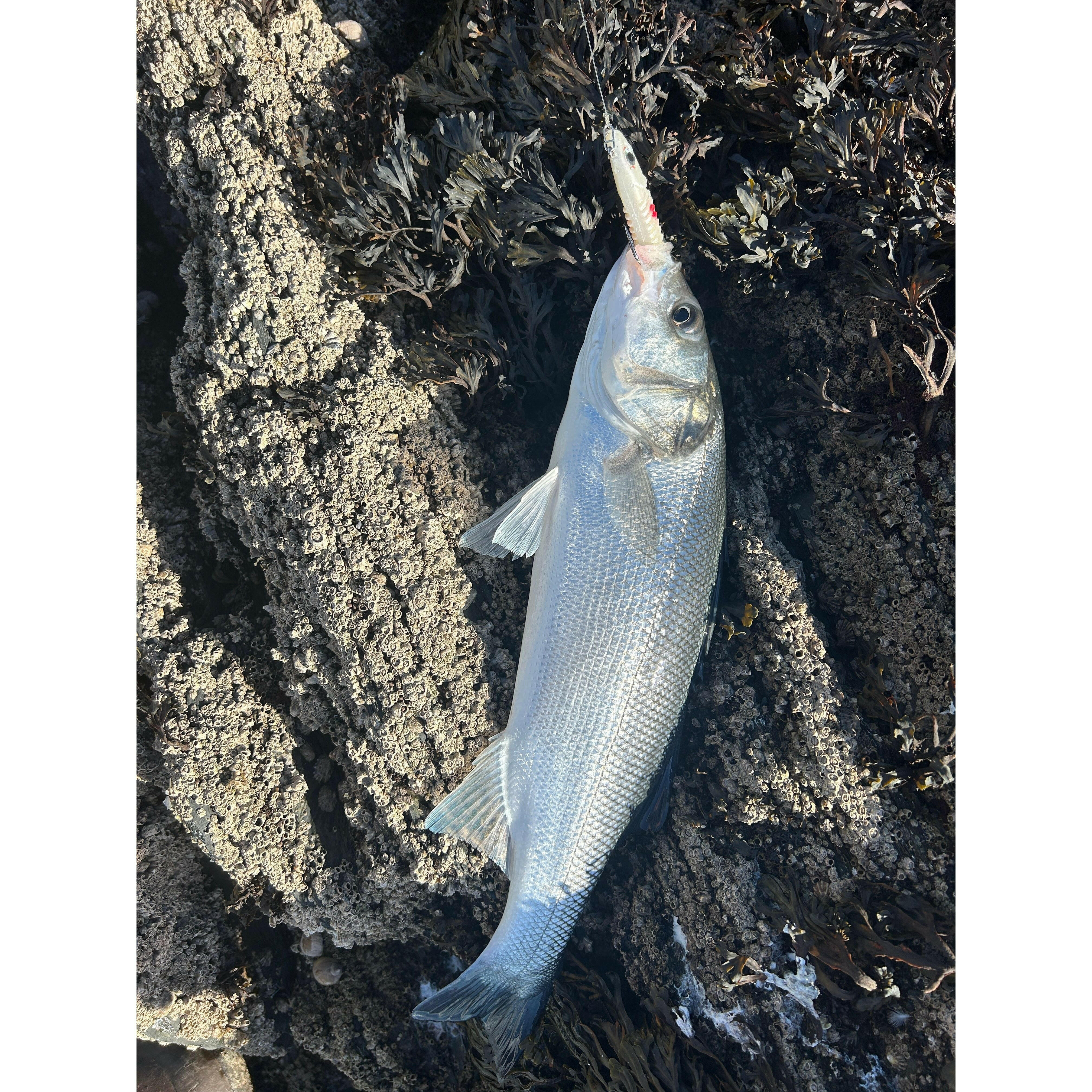 Red Gill Vibro Shad Bass Lures 130mm 22g (3 Pack) - Bass Lures UK