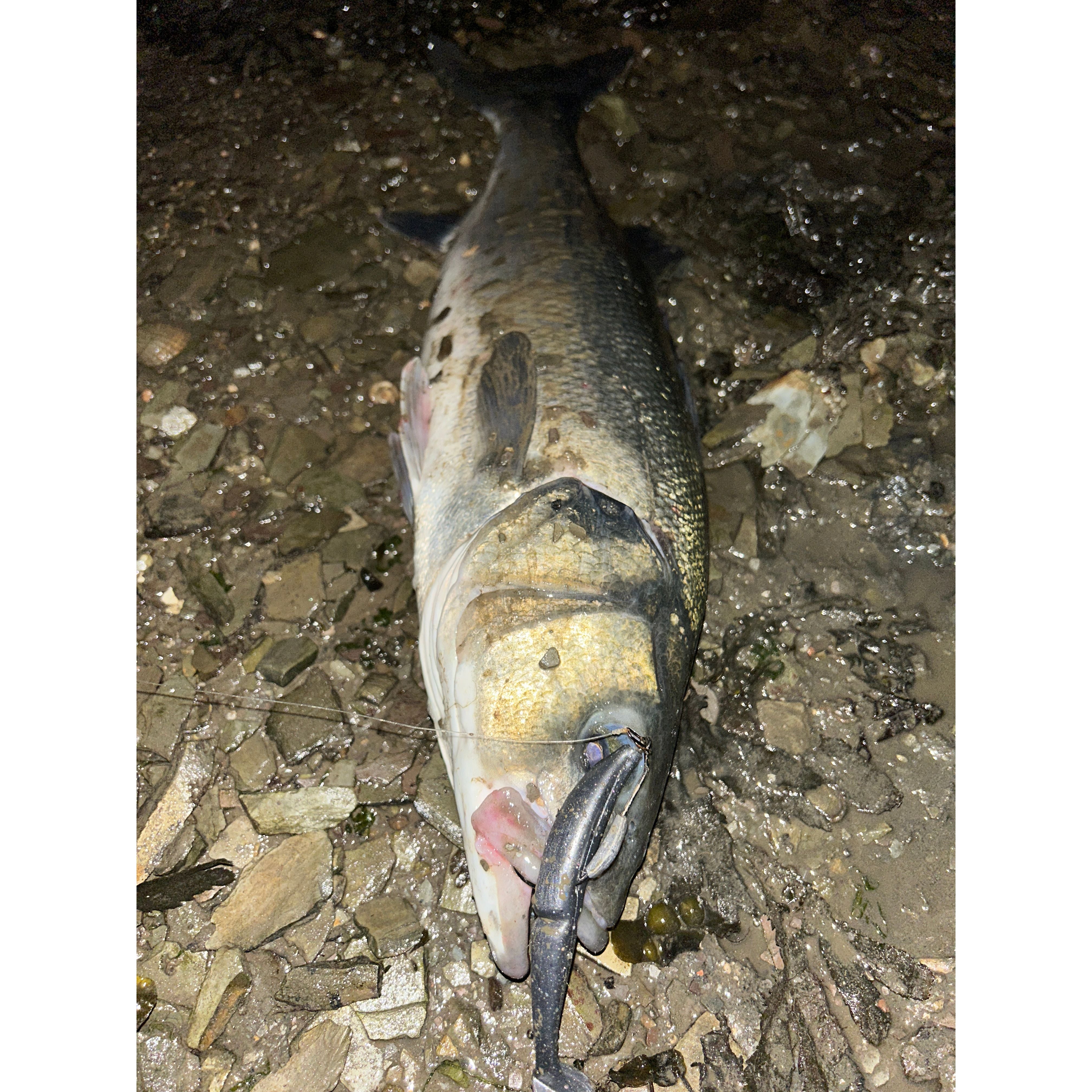 4” Handmade Cornish Split Shad Bass Lure Sets (NEW)