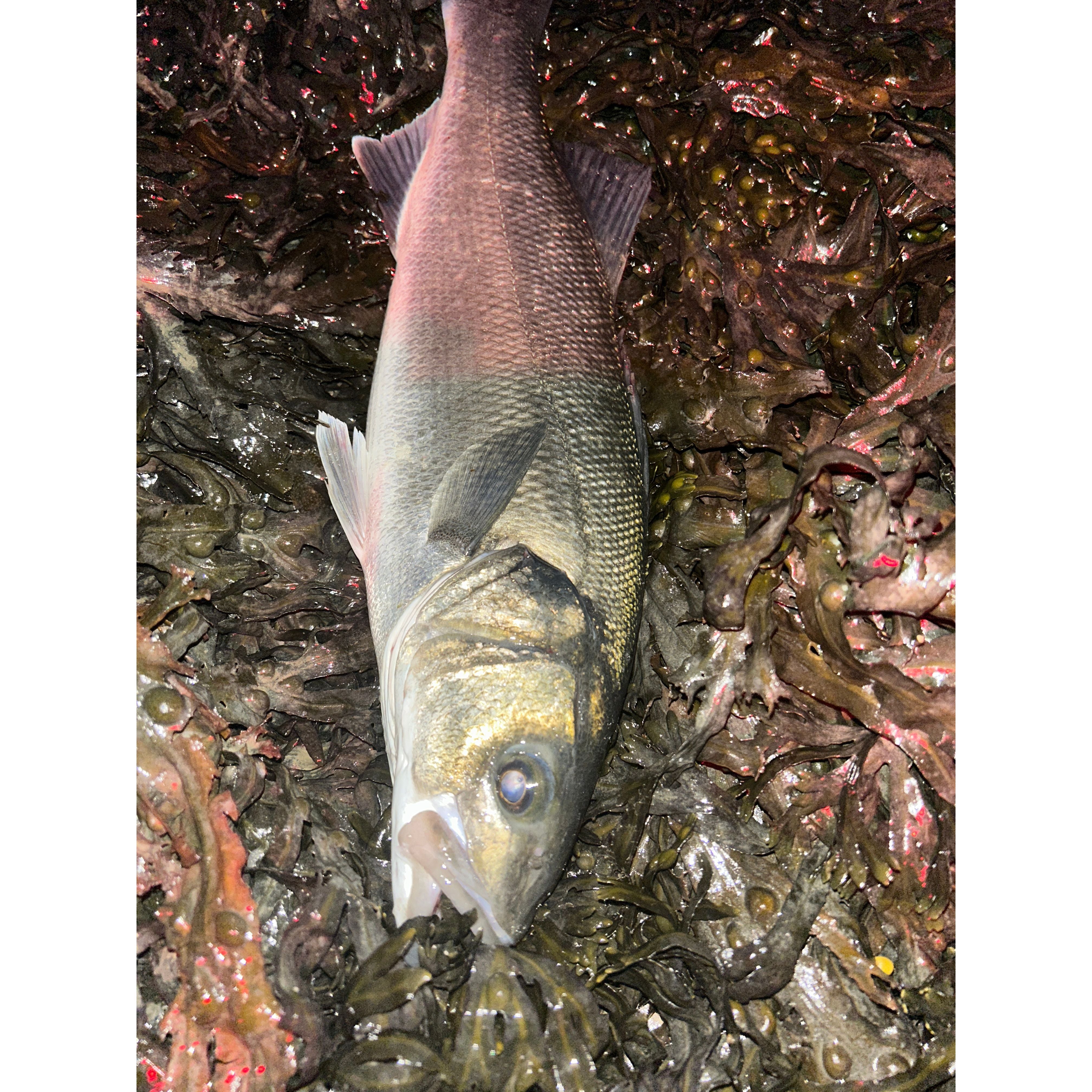 4” Handmade Cornish Split Shad Bass Lure Sets (NEW)