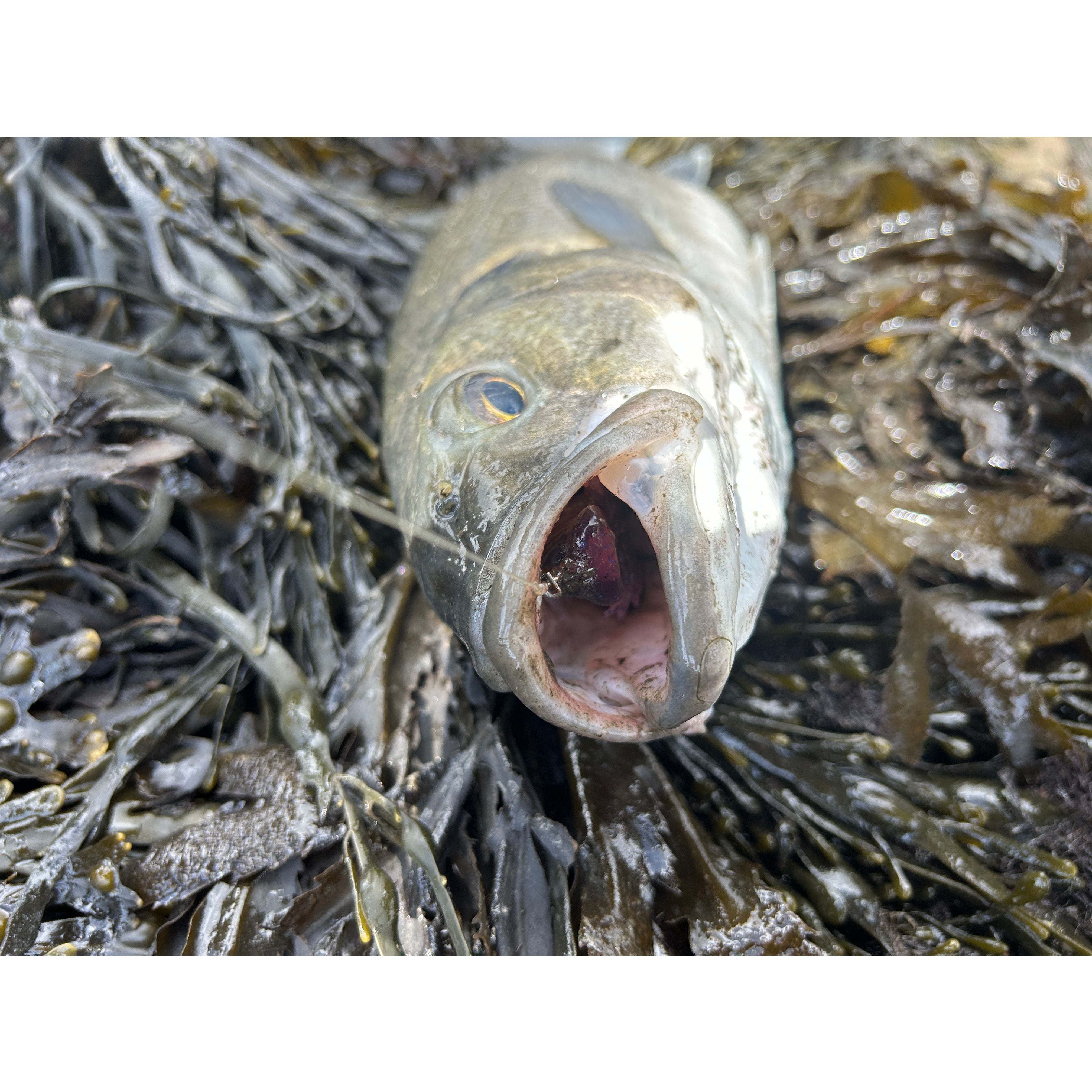 Small Creature Bait Bass Lures & Sets