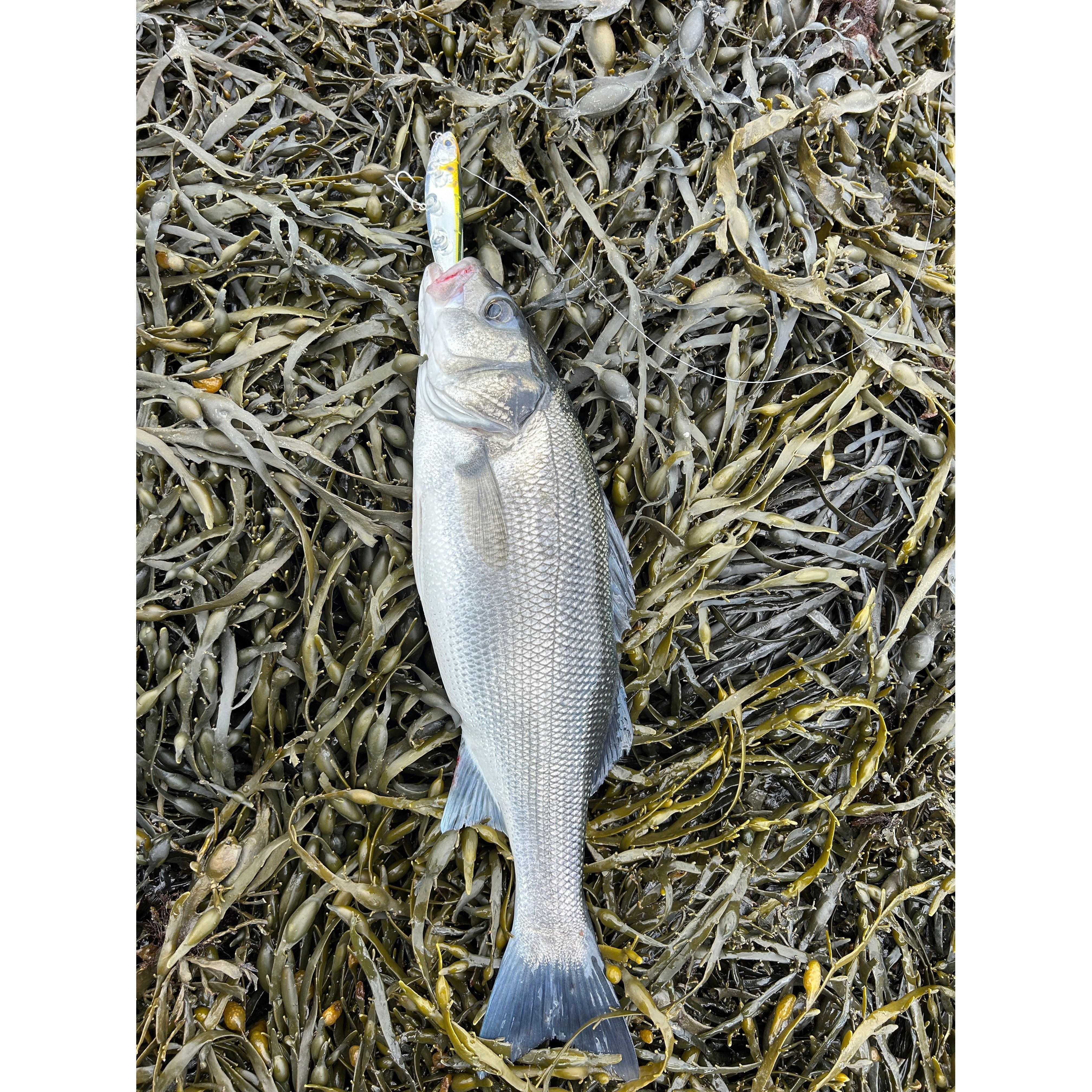 Small Surface Dog Bass Lure 95mm 15g - Bass Lures UK