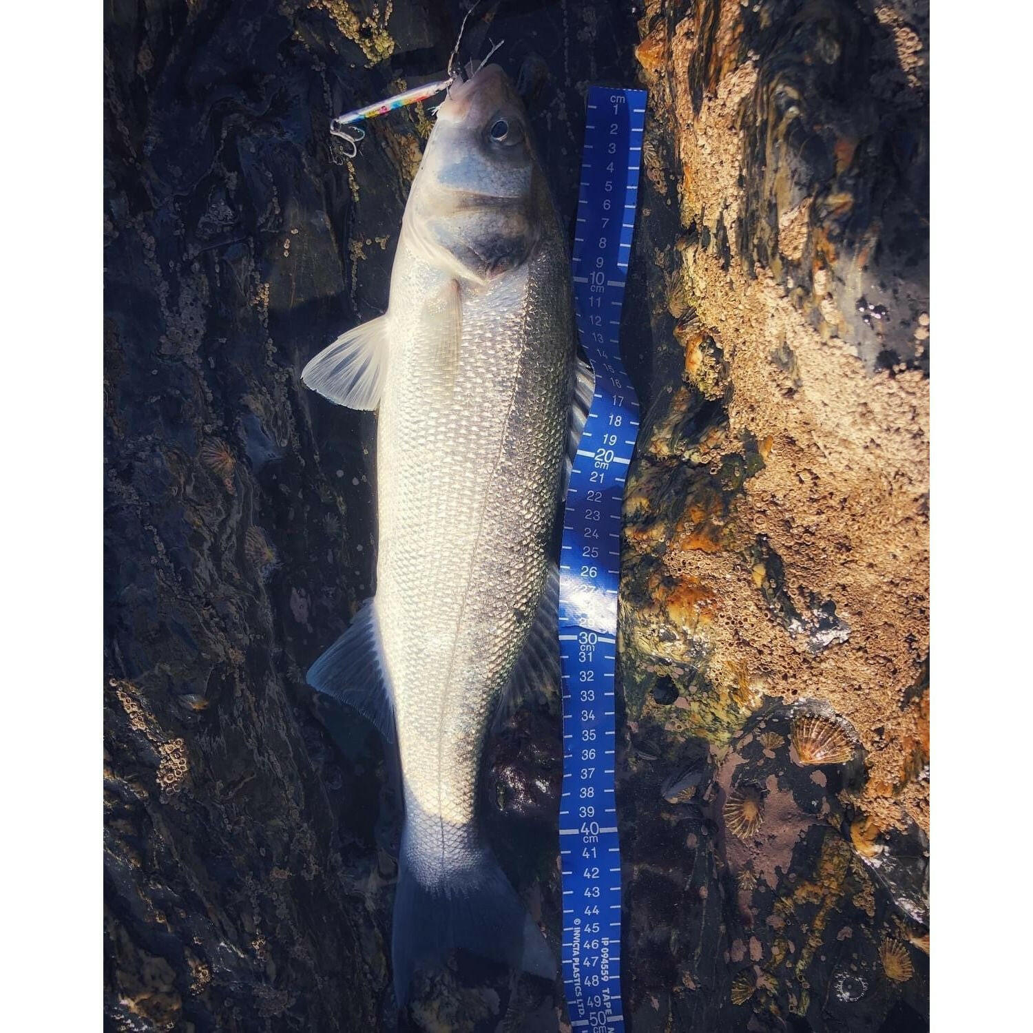 Seadra Aqua - Bullet Bait Fish Casting Bass Jig - Bass Lures UK