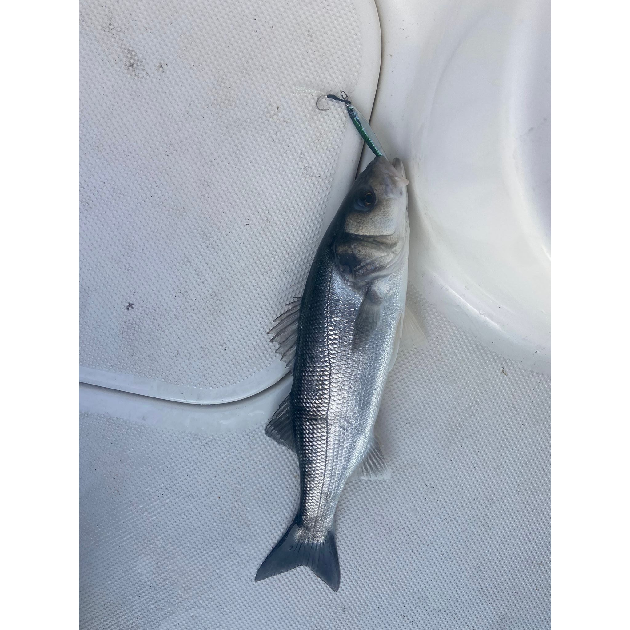 Seadra Aqua-Bullet Bait Fish Casting Bass Jig