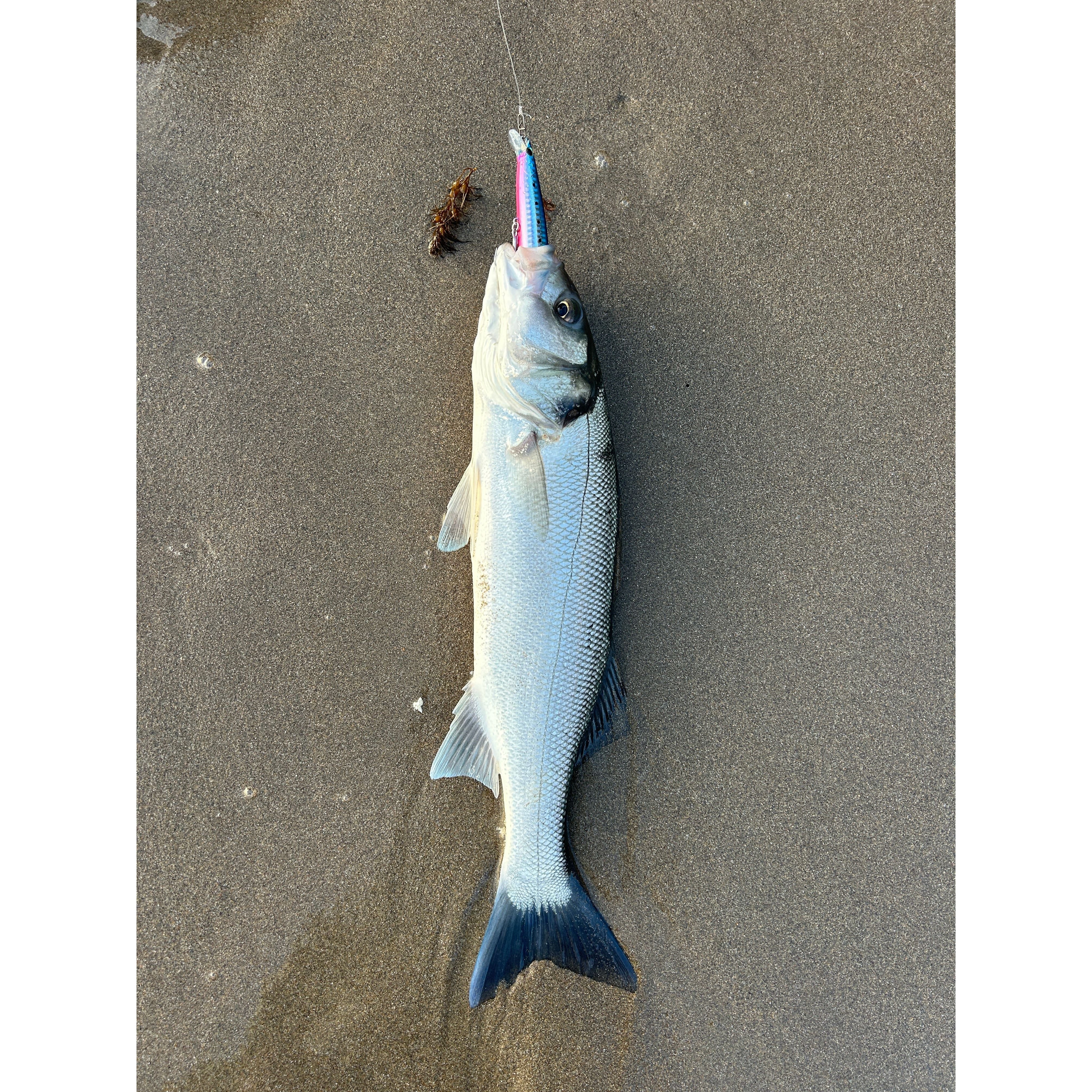 Medium Shallow Diving Gliding 2m Bass Lure 125mm 20g