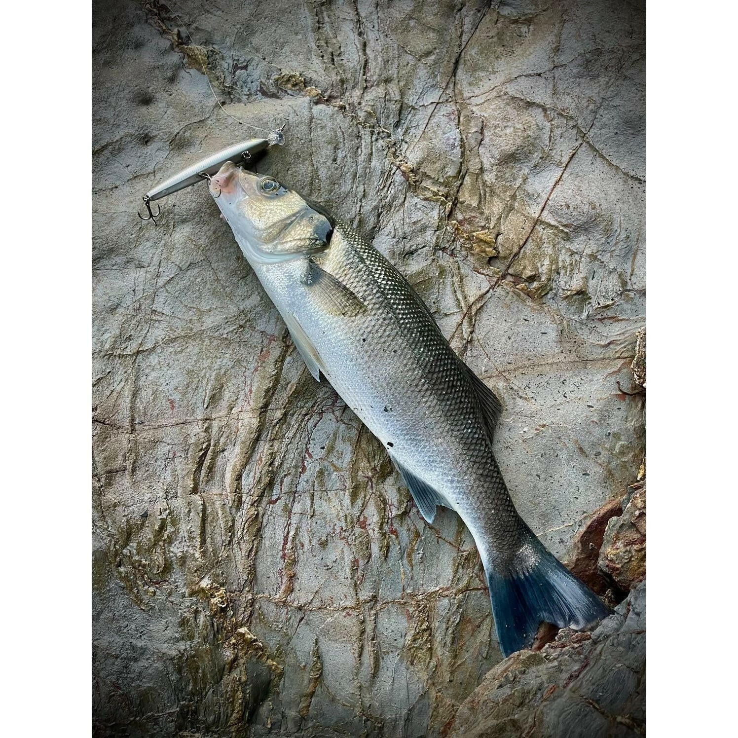 Medium Sub - Surface 120mm 16g Shallow Shorline Running Bass Lure - Bass Lures UK