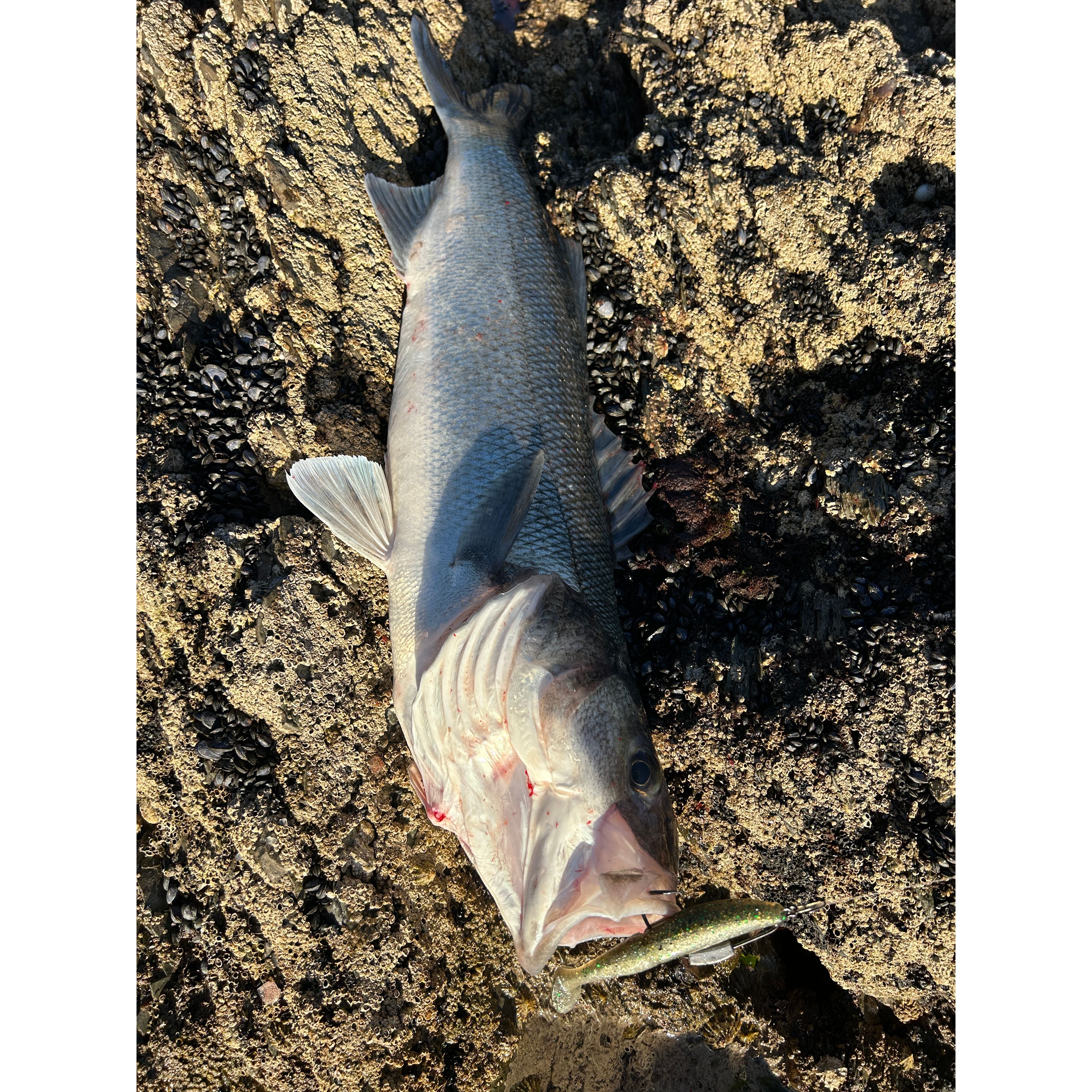 Split Shad Bass Lure Sets