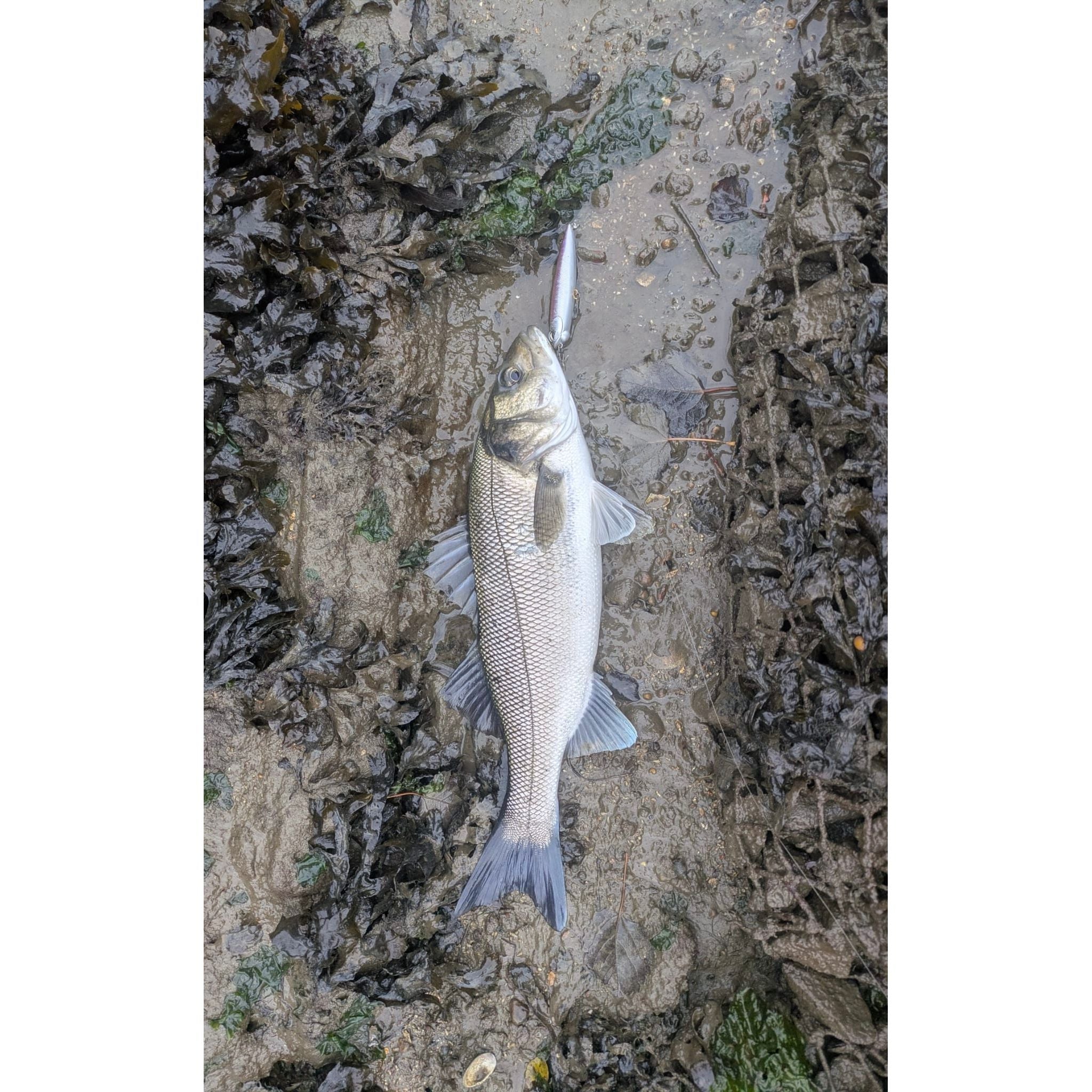 Medium & Small Surface Pencil Bass Lure