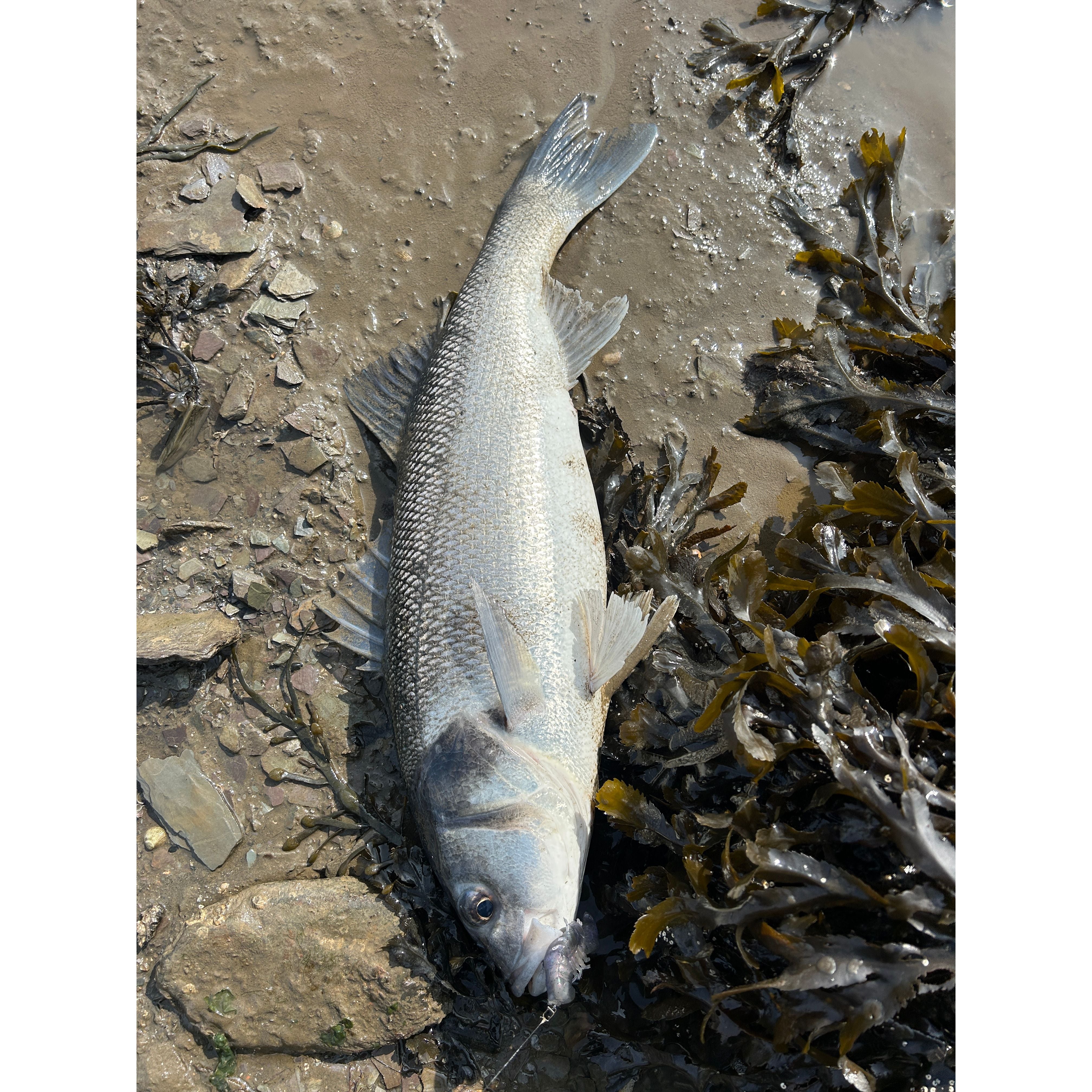 Small Creature Bait Bass Lures & Sets