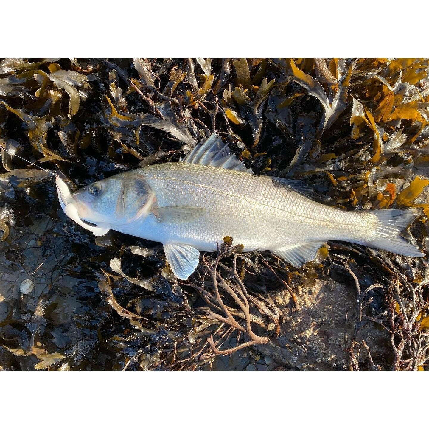 4.5” Handmade Cornish Shads Bass Lure Sets | Bass Lures UK