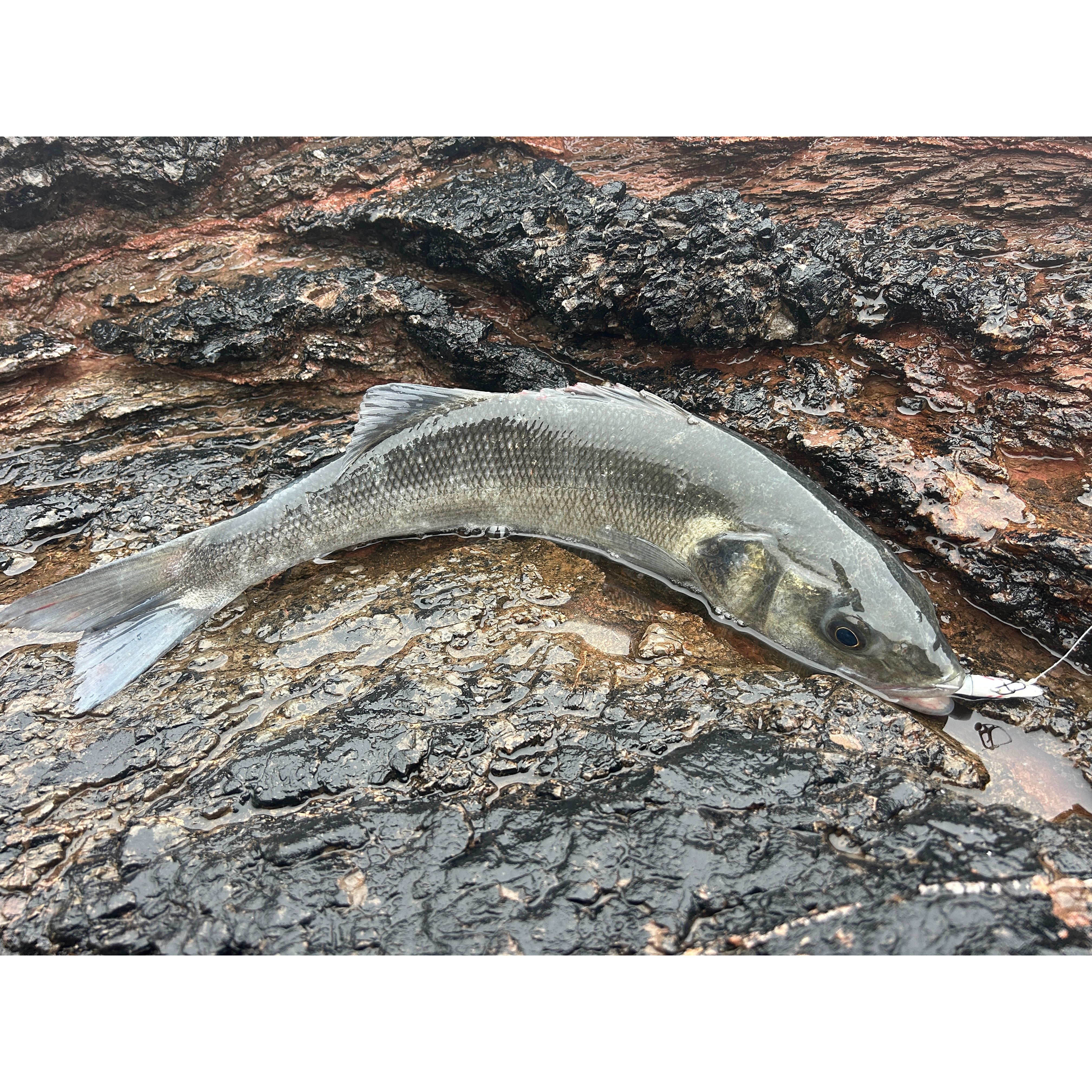 Weighted Sandeel Bass Lure 140mm & 110mm