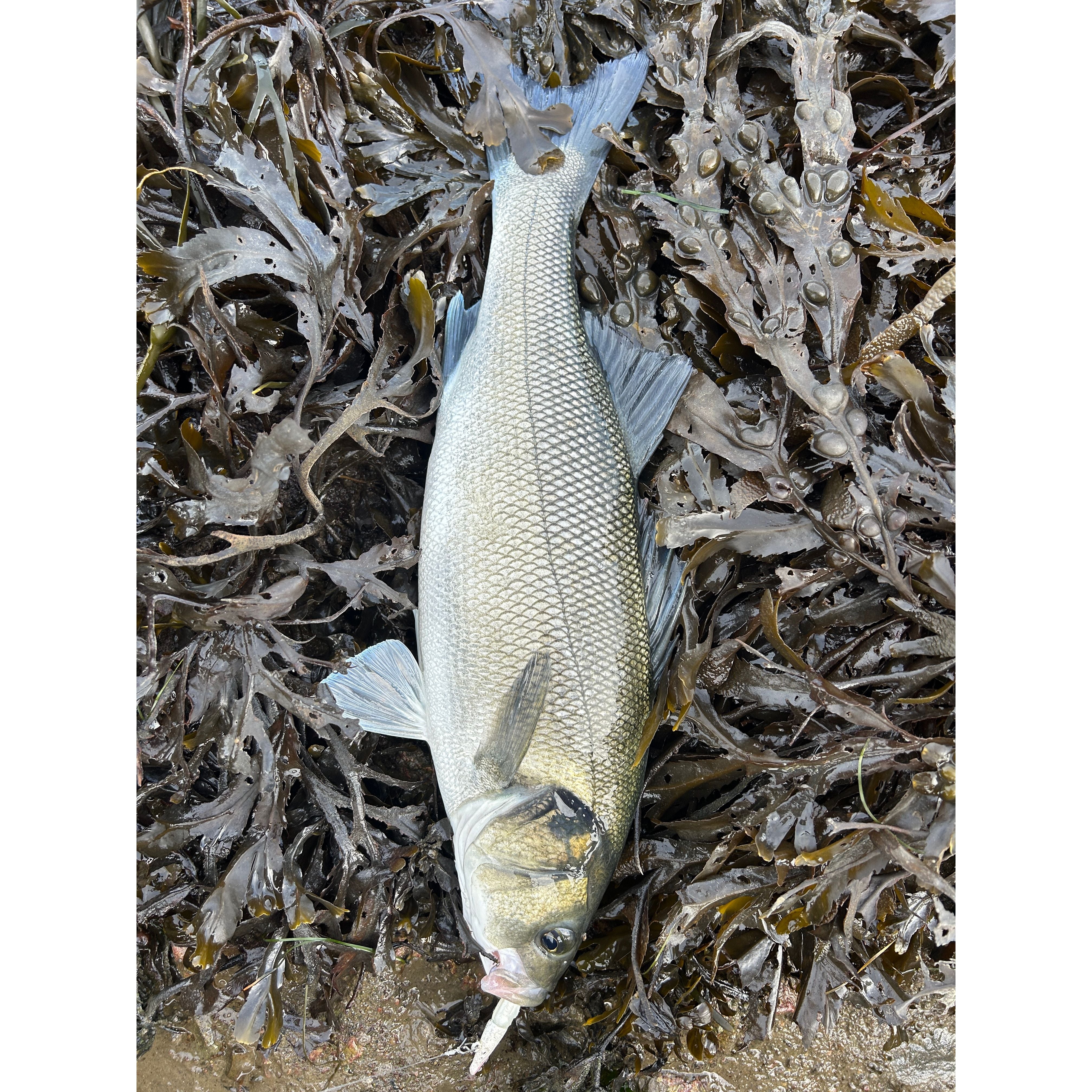 Red Gill Evolution V8 Jig Series Bass Lure Sets