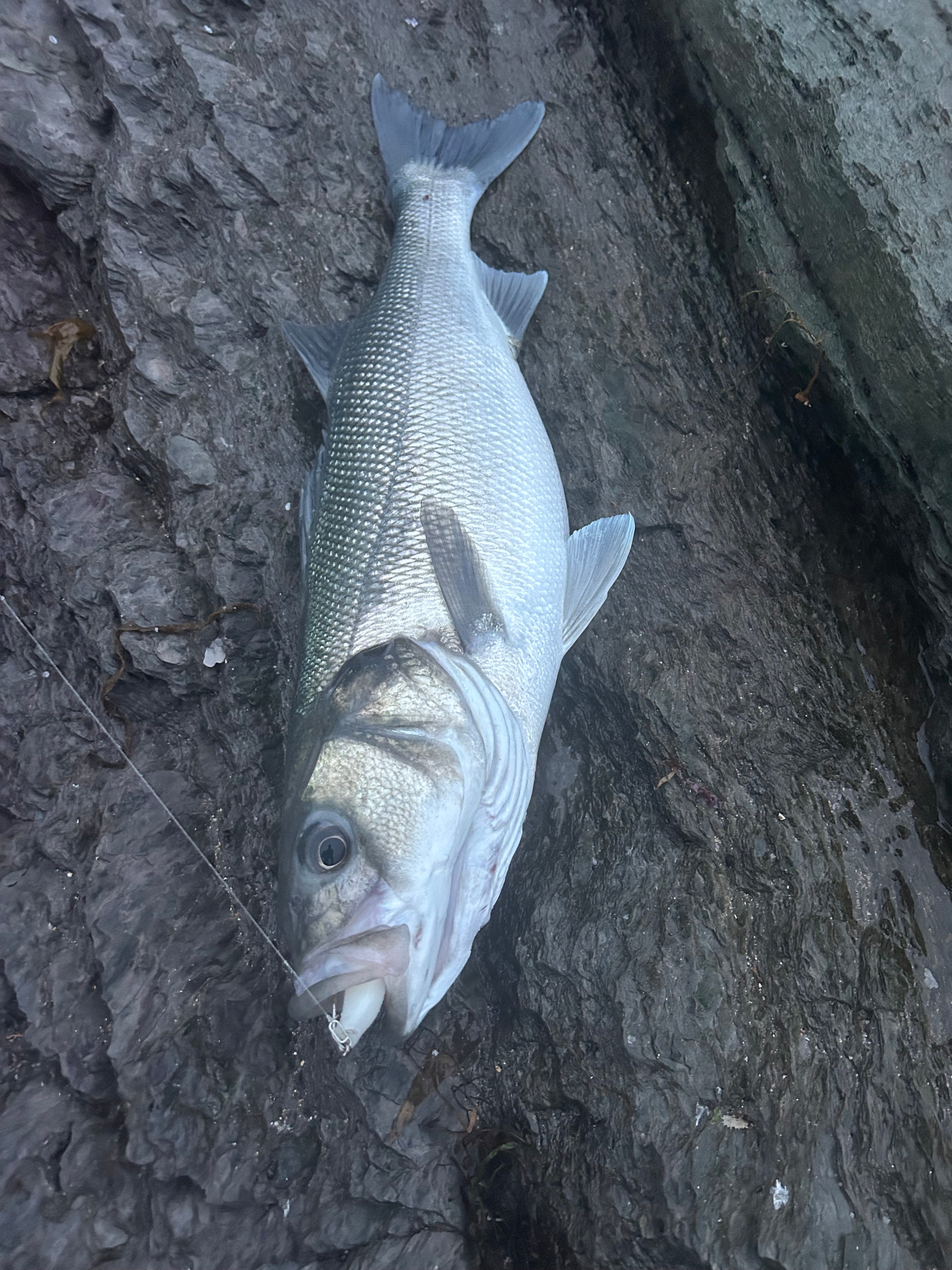 4” Handmade Cornish Split Shad Bass Lure Sets (The Locals Lure)