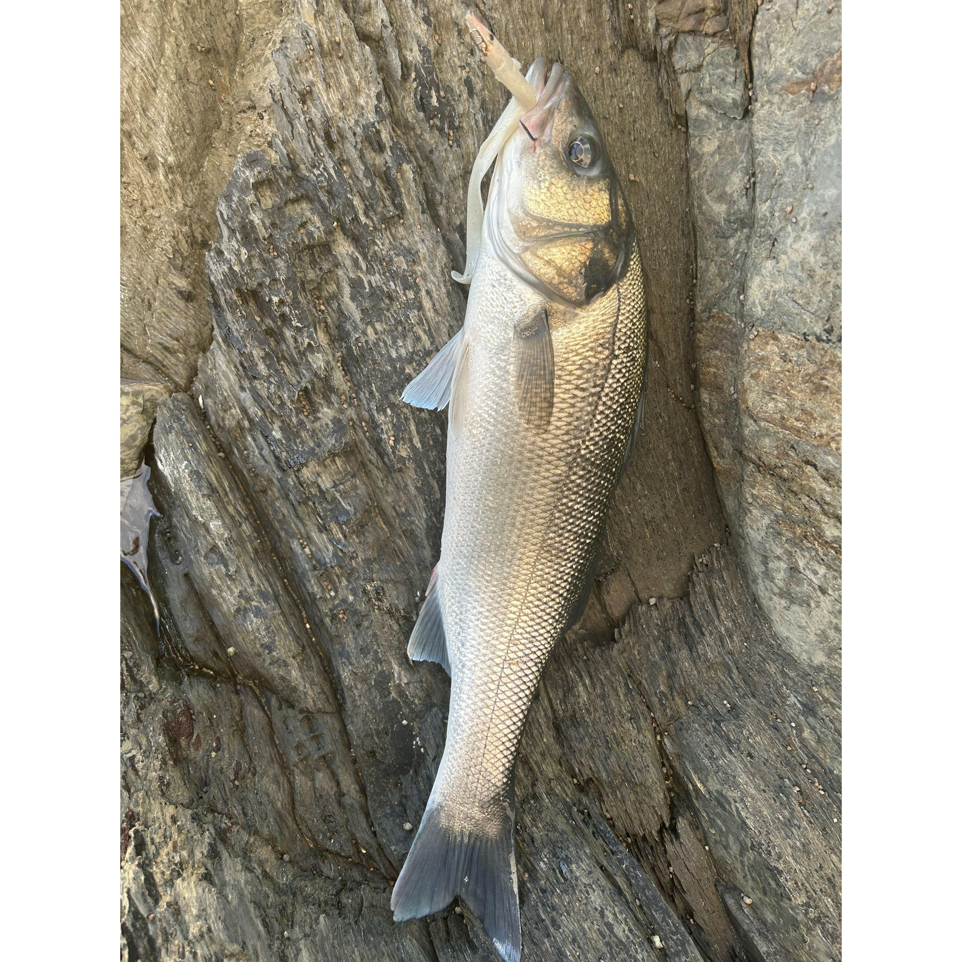 Red Gill Evolution V8 Jig Series Bass Lure Sets - Bass Lures UK