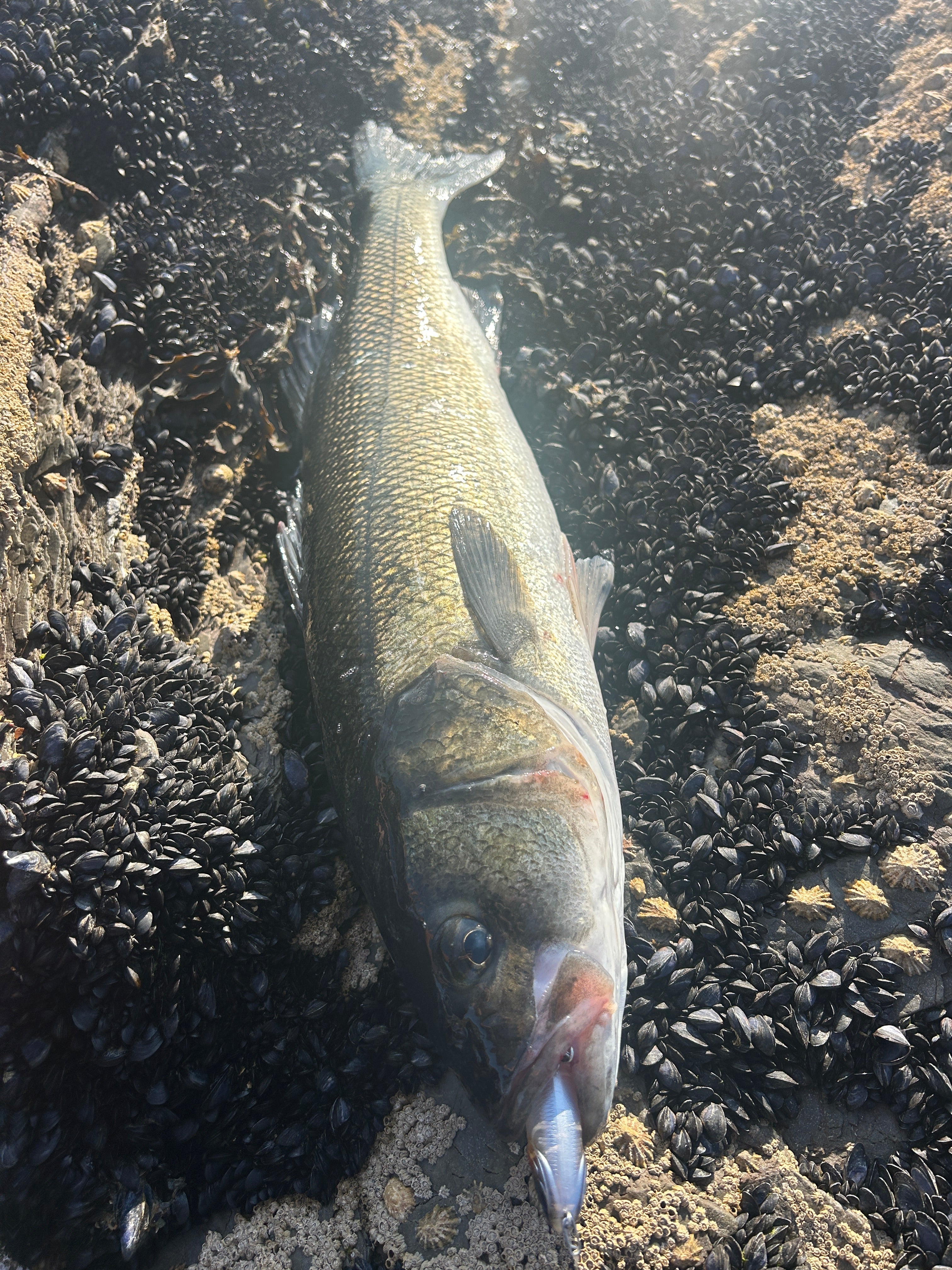 Small Surface Dog Bass Lure