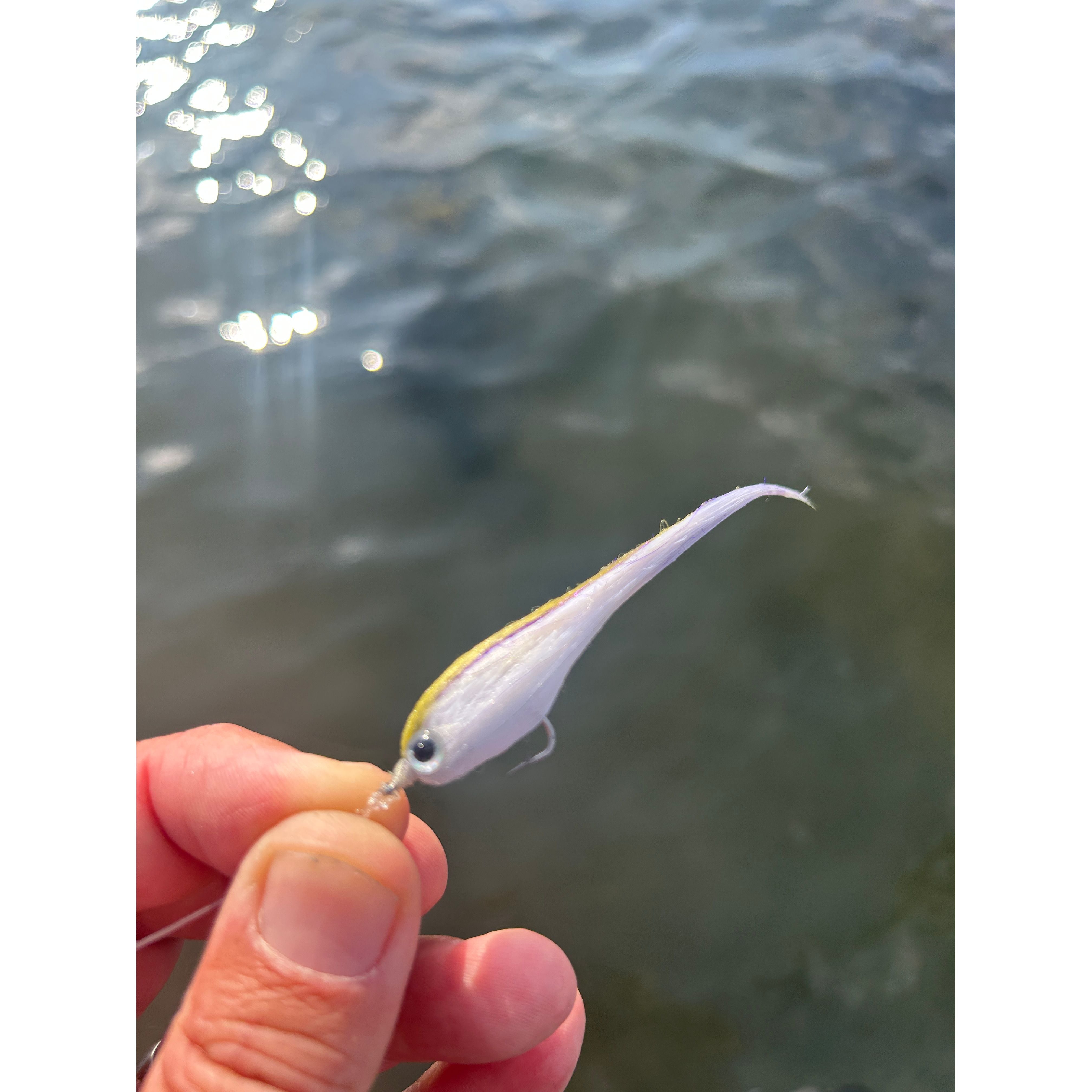 Saltwater Species Fly Packs