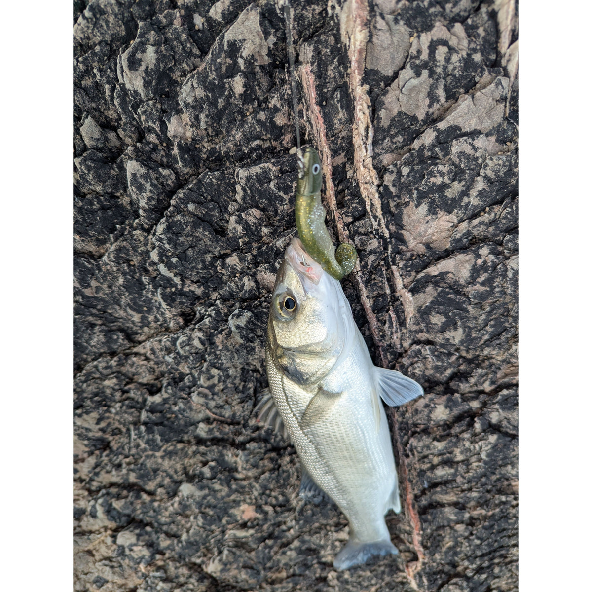 Drift Weedless Shoal Shad Double Combo Bass Lure