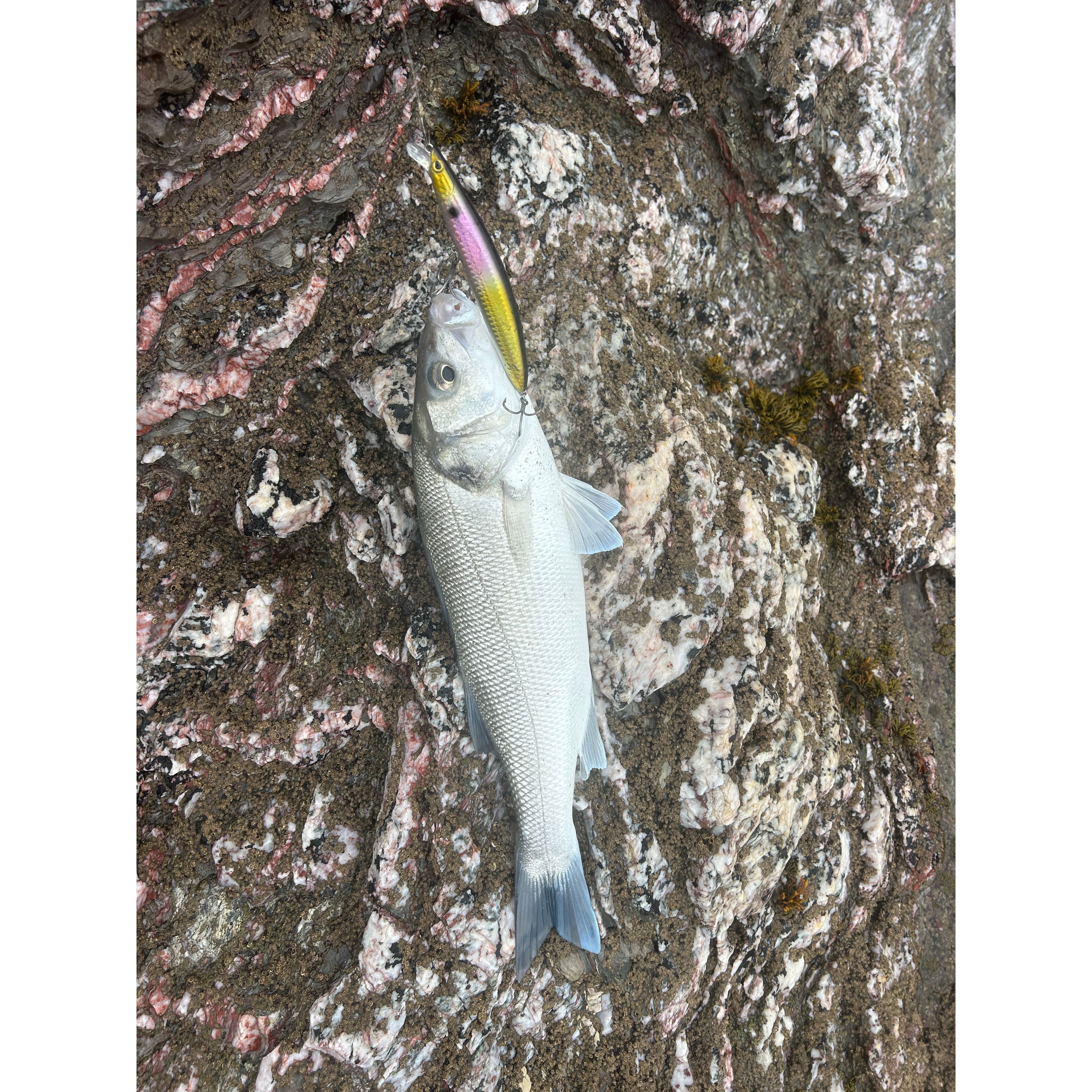 Surf Rod & Reel Bass Combo