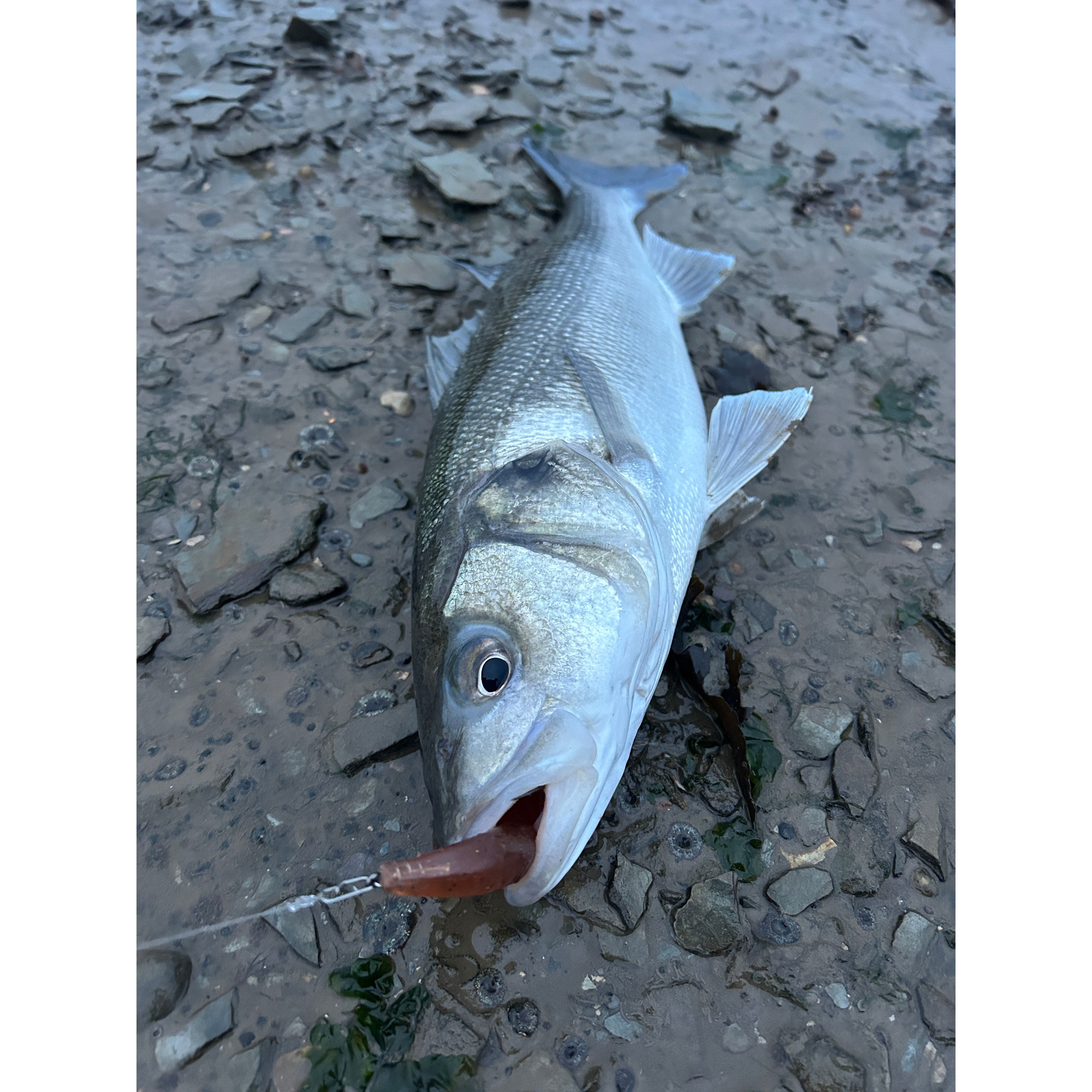 4” Handmade Cornish Split Shad Bass Lure Sets (NEW)