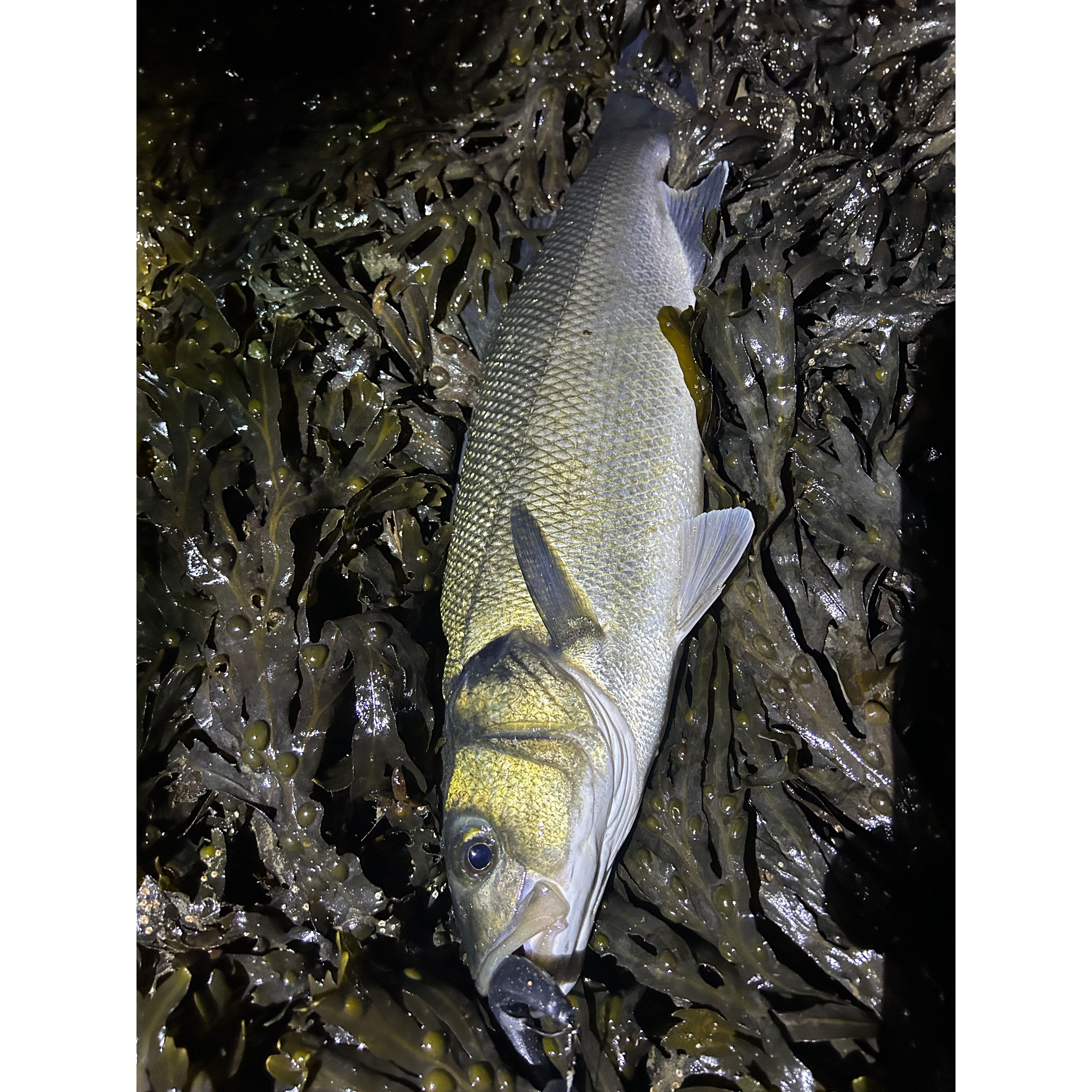 4” Handmade Cornish Split Shad Bass Lure Sets (NEW)