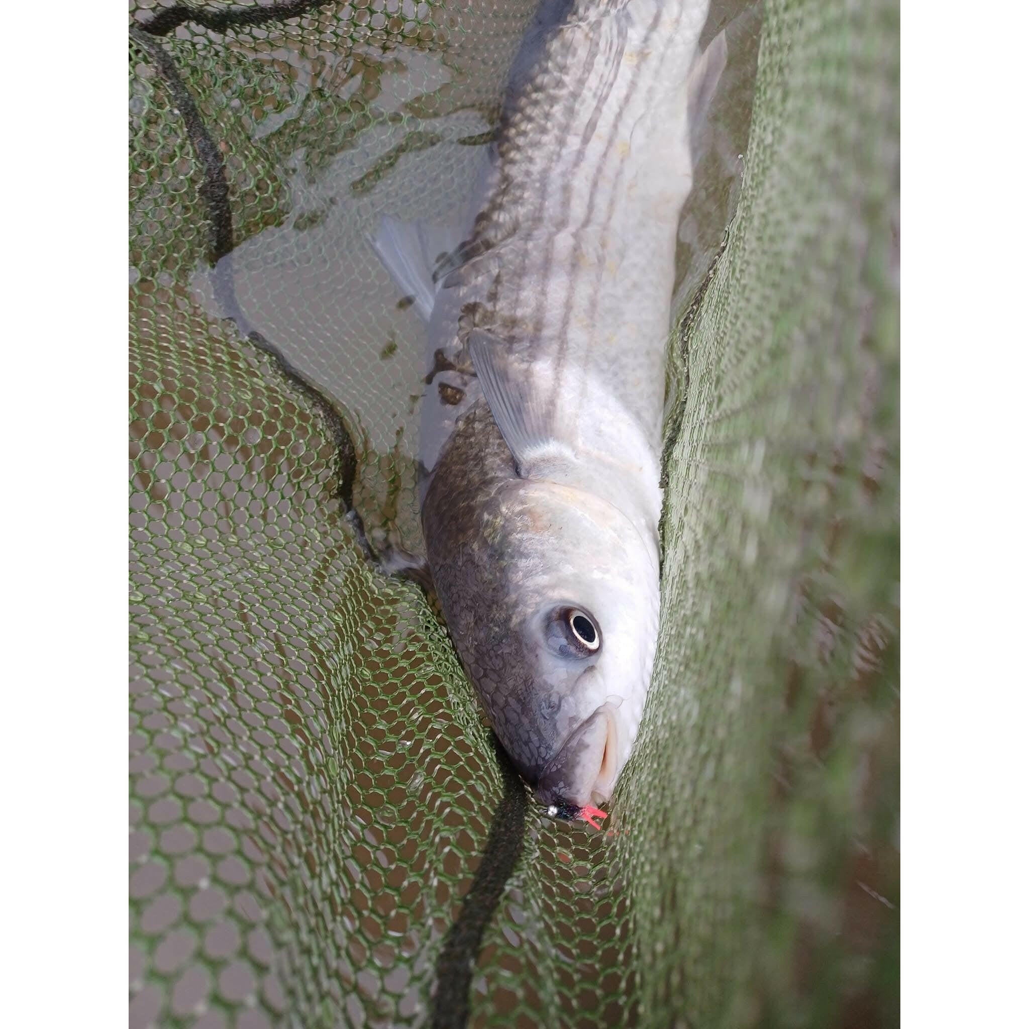 Saltwater Species Fly Packs - Bass Lures UK