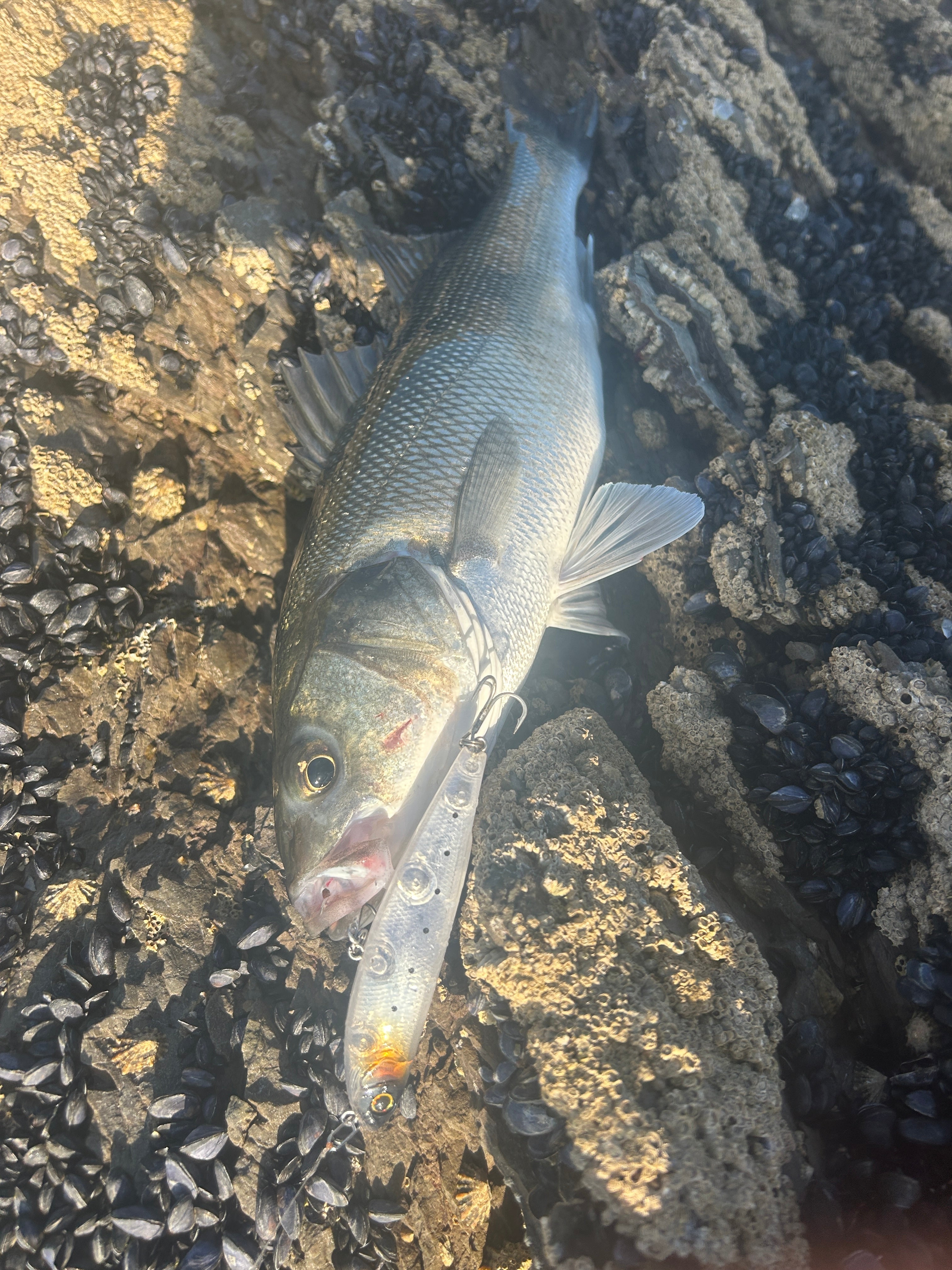Small Surface Dog Bass Lure