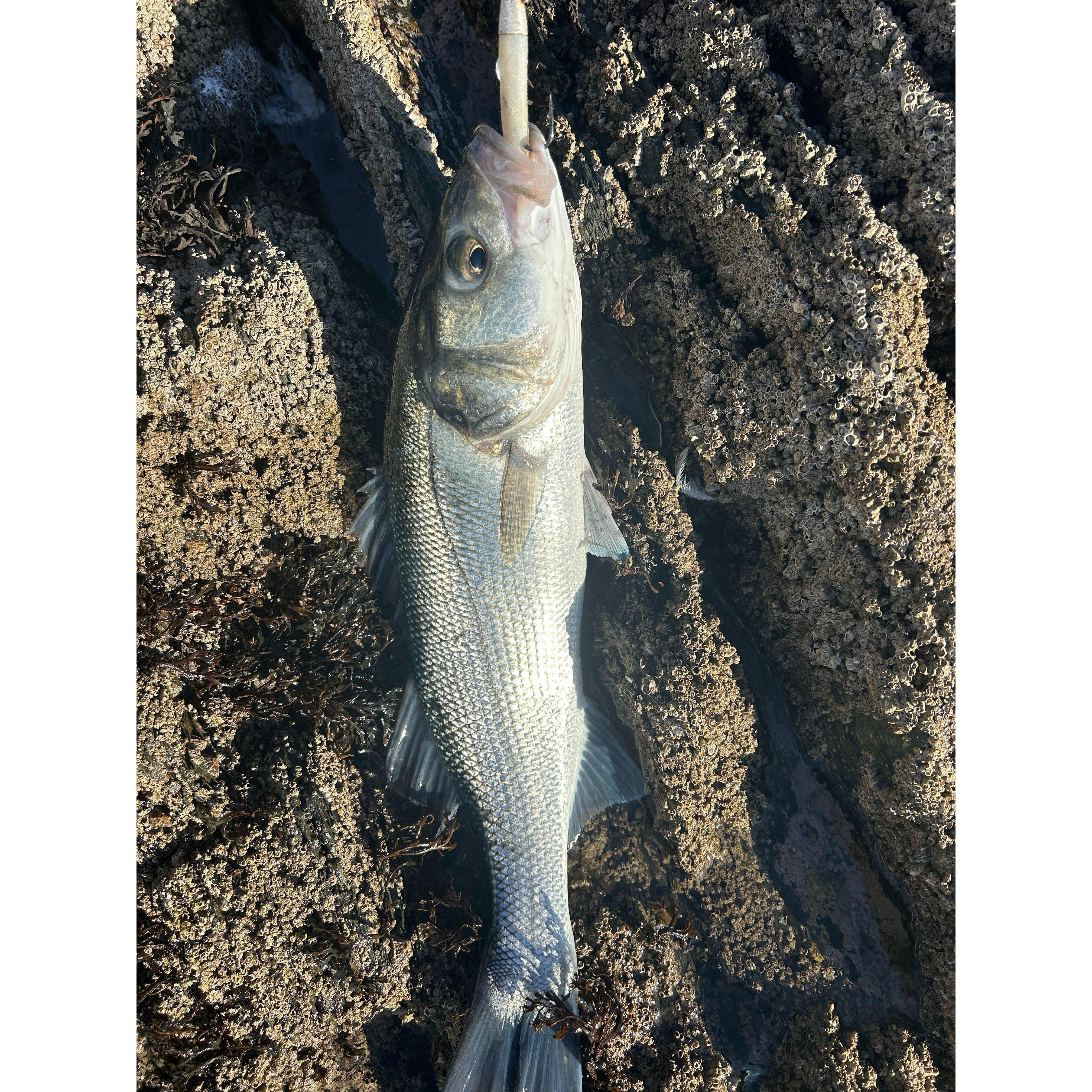 Red Gill Evolution V8 Jig Series Bass Lure Sets - Bass Lures UK