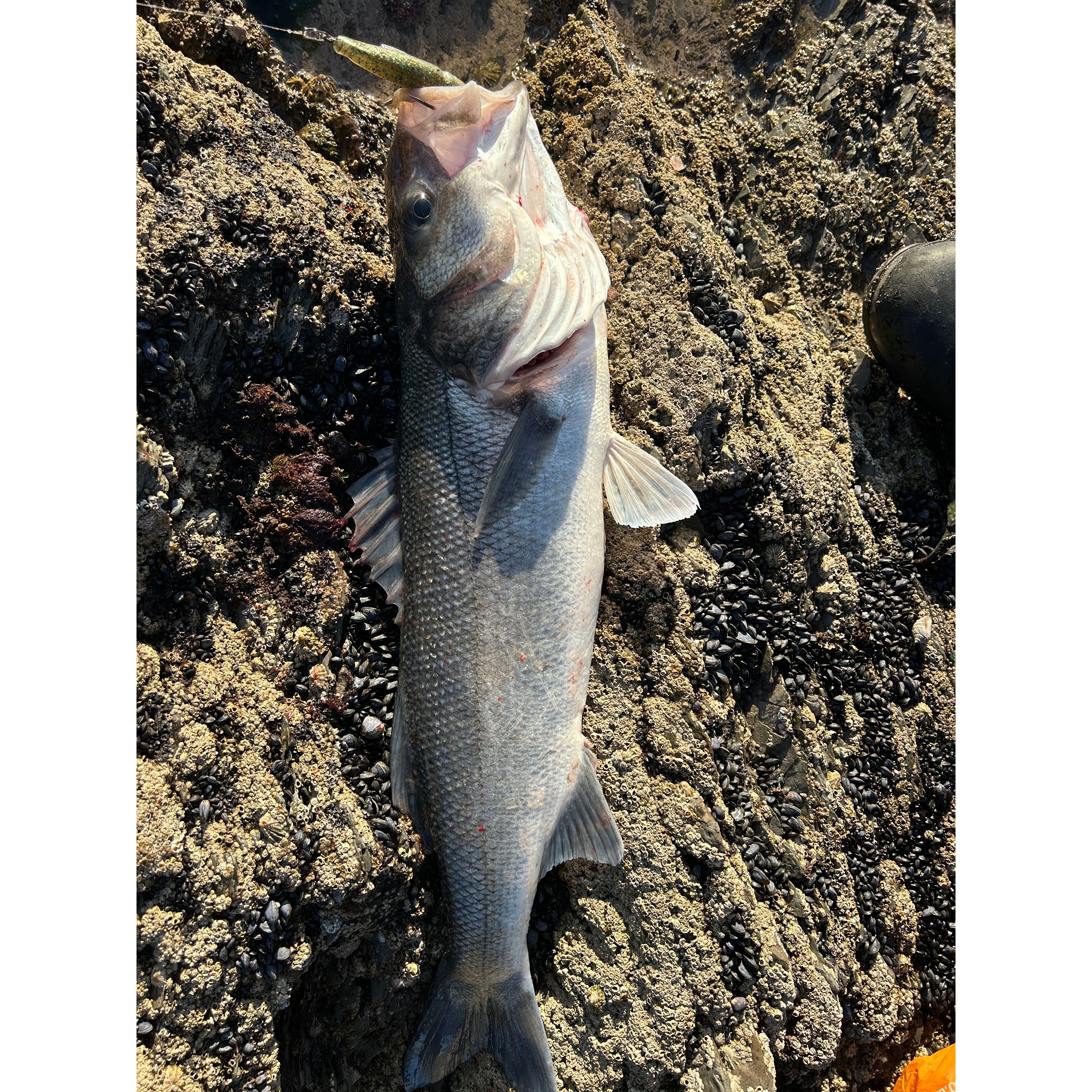 Split Shad Bass Lure Sets