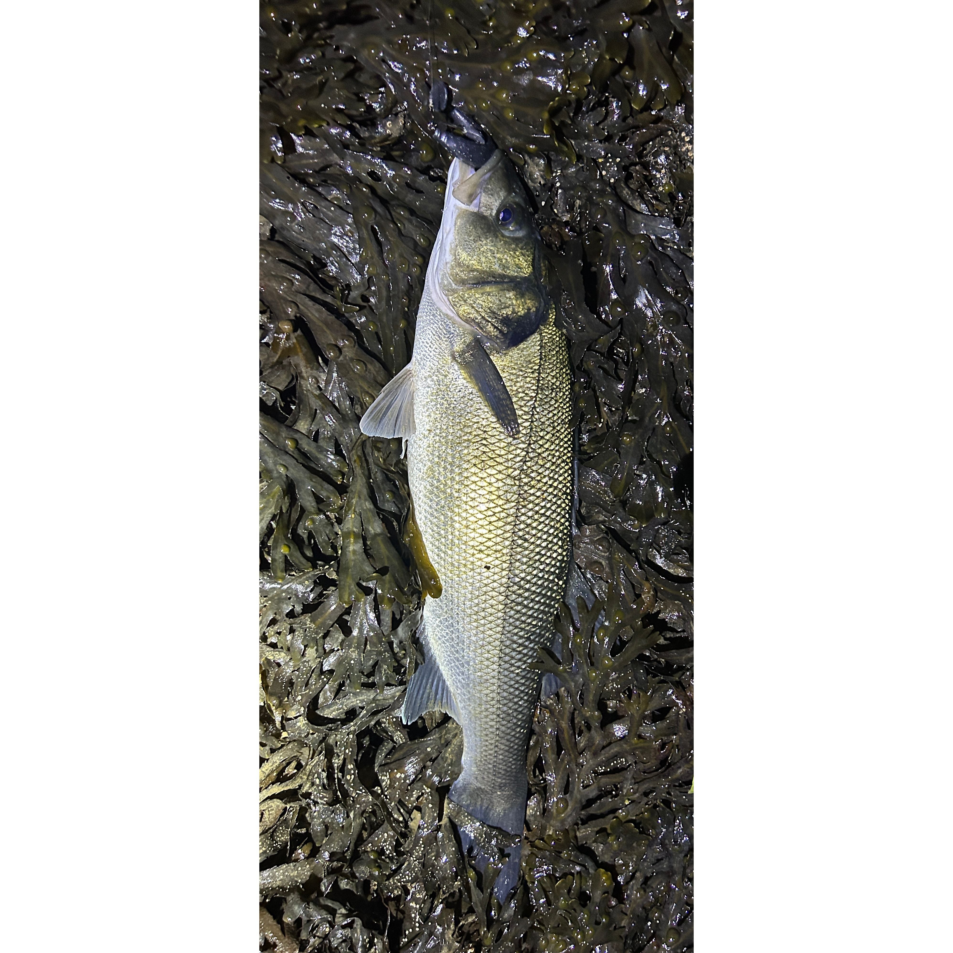 4” Handmade Cornish Split Shad Bass Lure Sets (NEW)