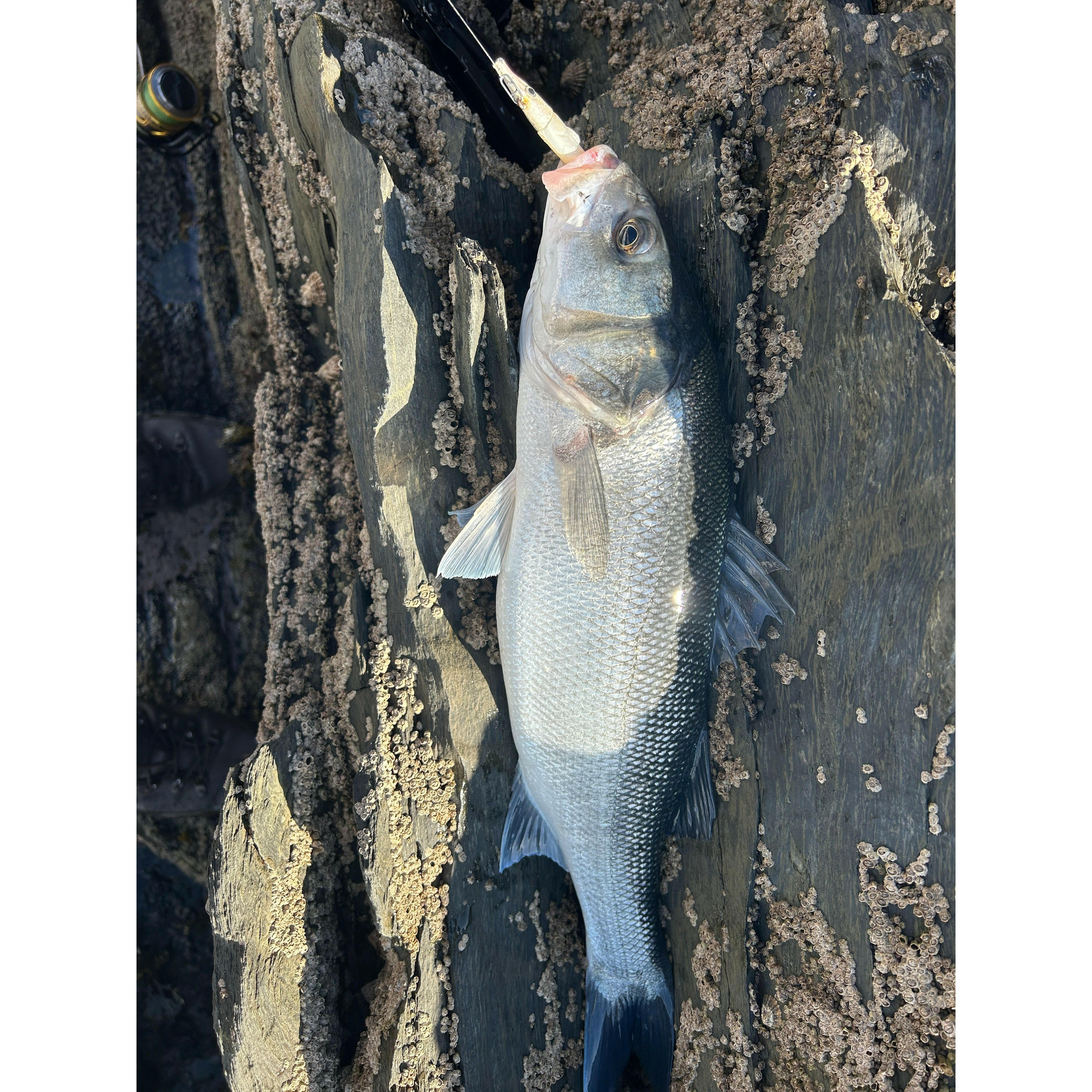 Red Gill Evolution V8 Jig Series Bass Lure Sets - Bass Lures UK