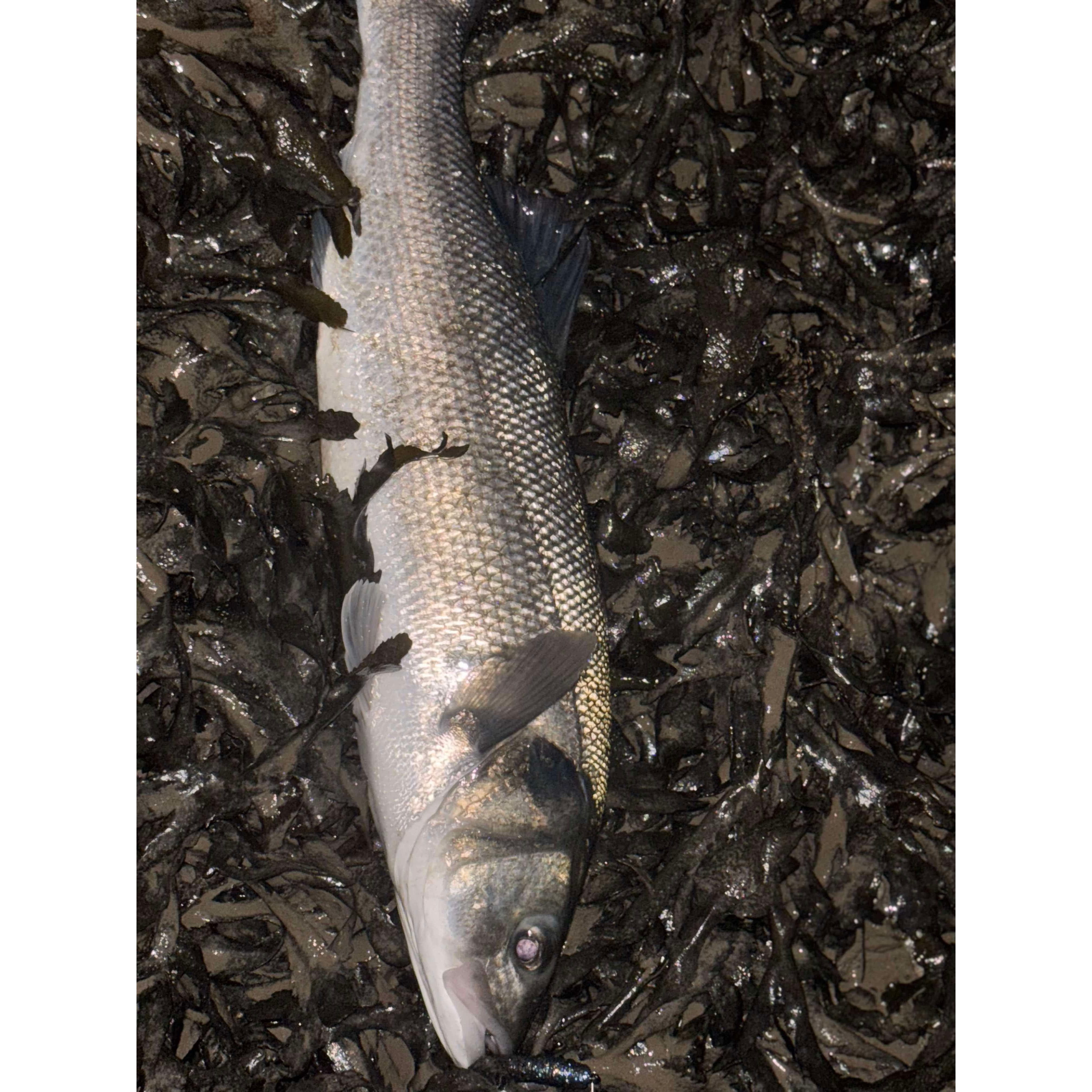 4” Handmade Cornish Split Shad Bass Lure Sets (NEW)