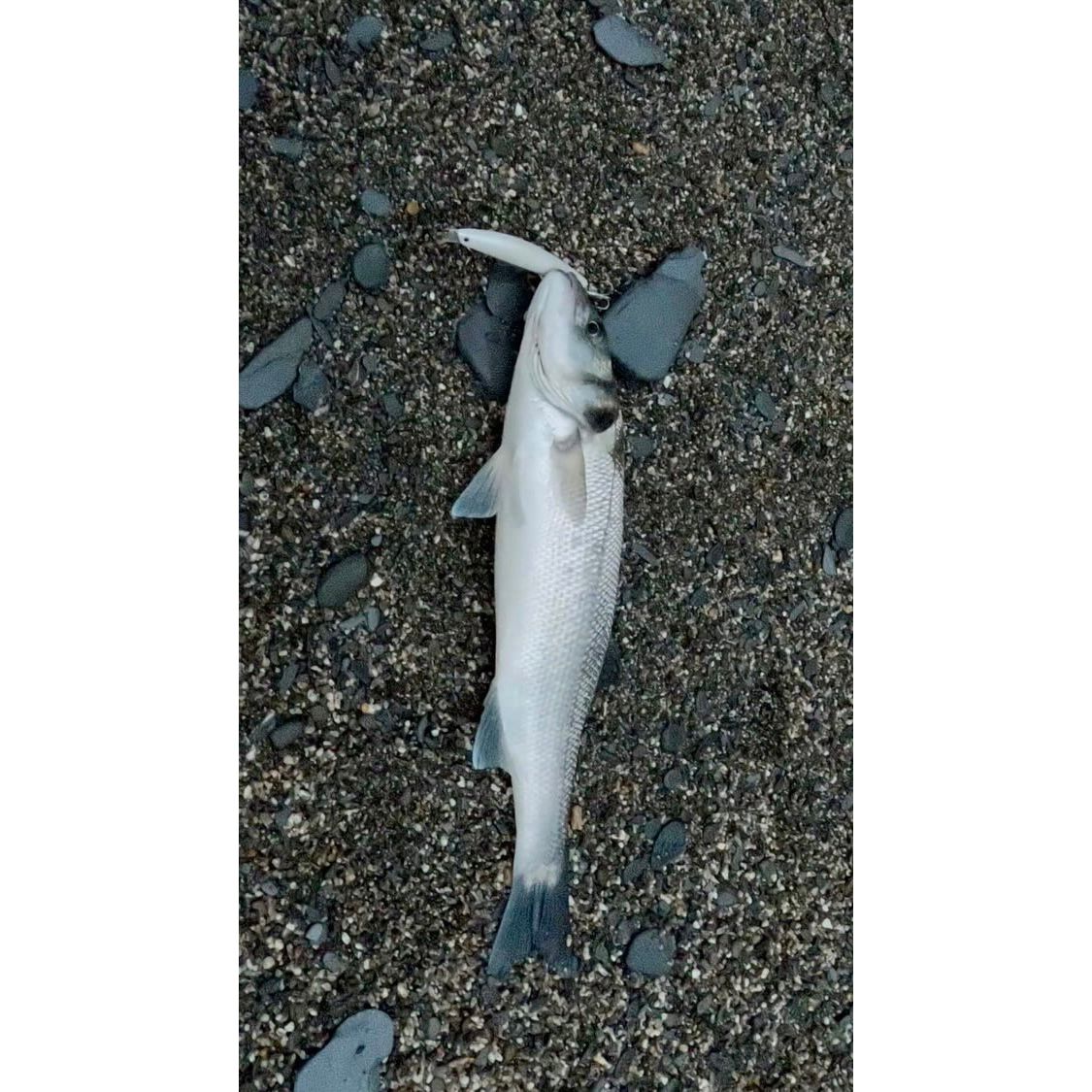 Medium Sub-Surface 120mm 16g Shallow Shorline Running Bass Lure