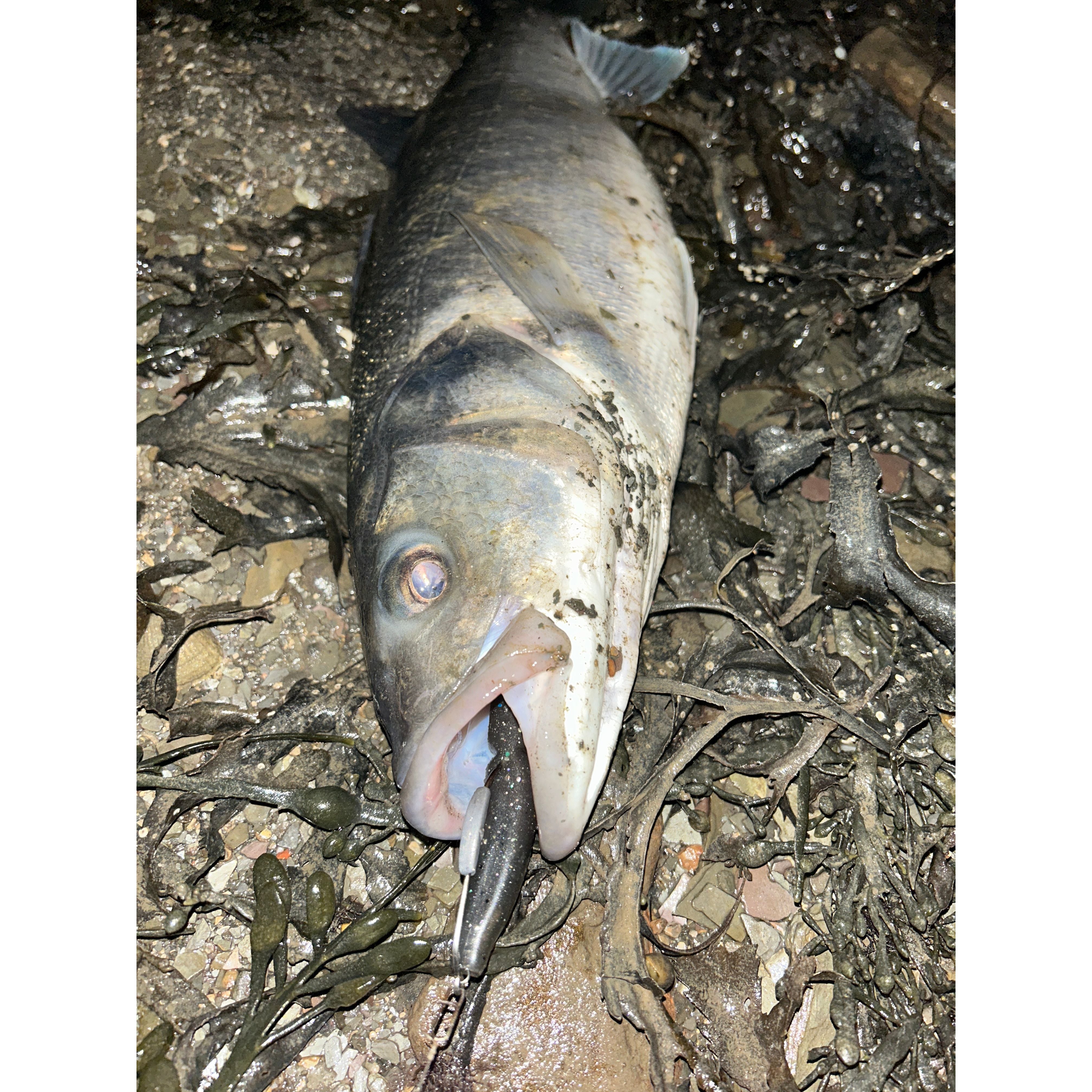 4” Handmade Cornish Split Shad Bass Lure Sets (NEW 2026)