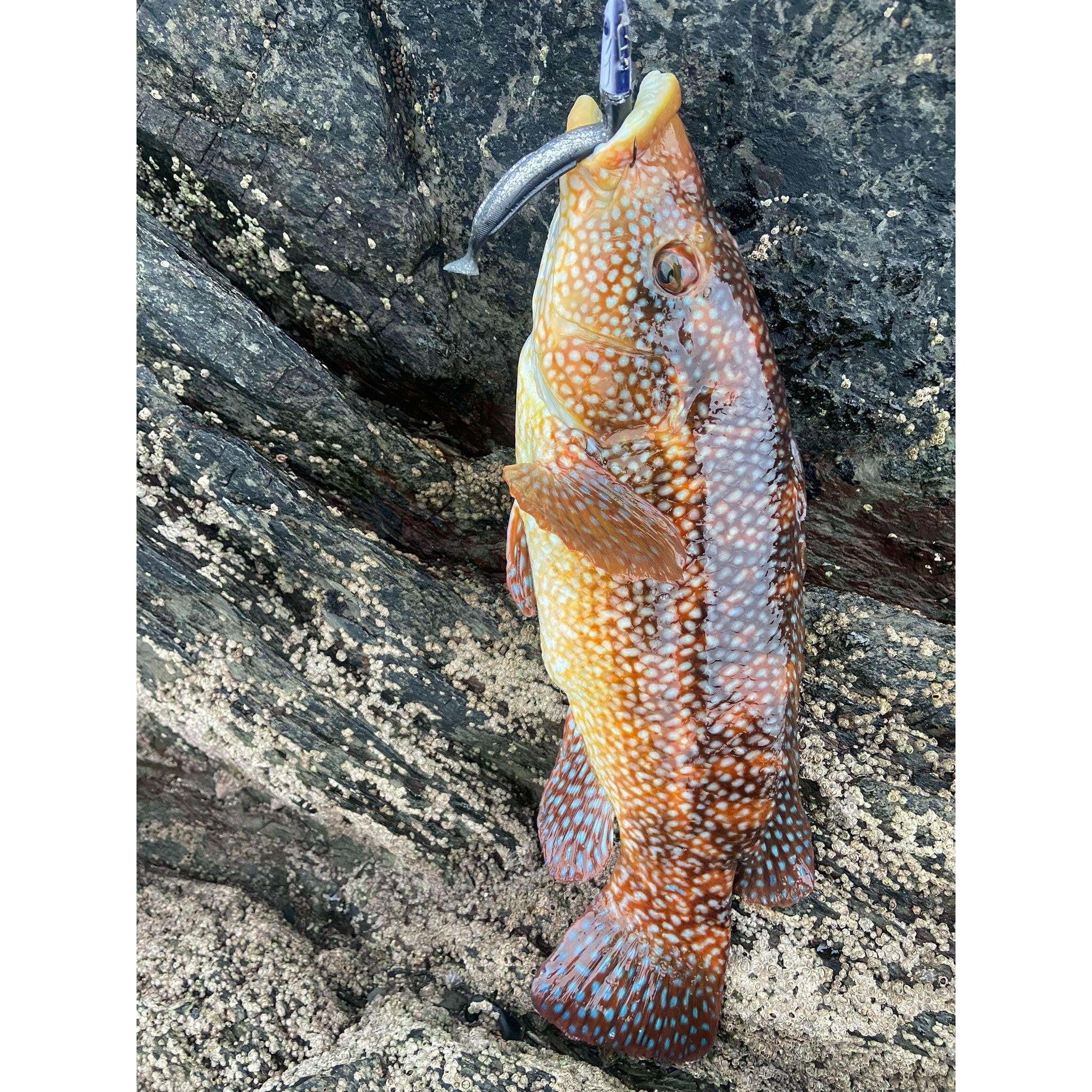 Weighted Sandeel Bass Lure 140mm & 110mm