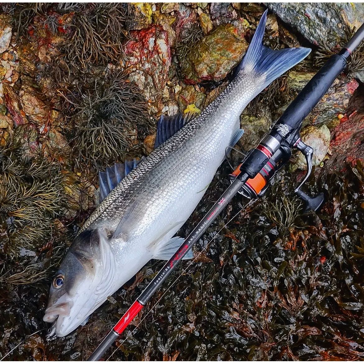 4.5” Soft J Shad Style Bass Lure Sets 125mm 18g