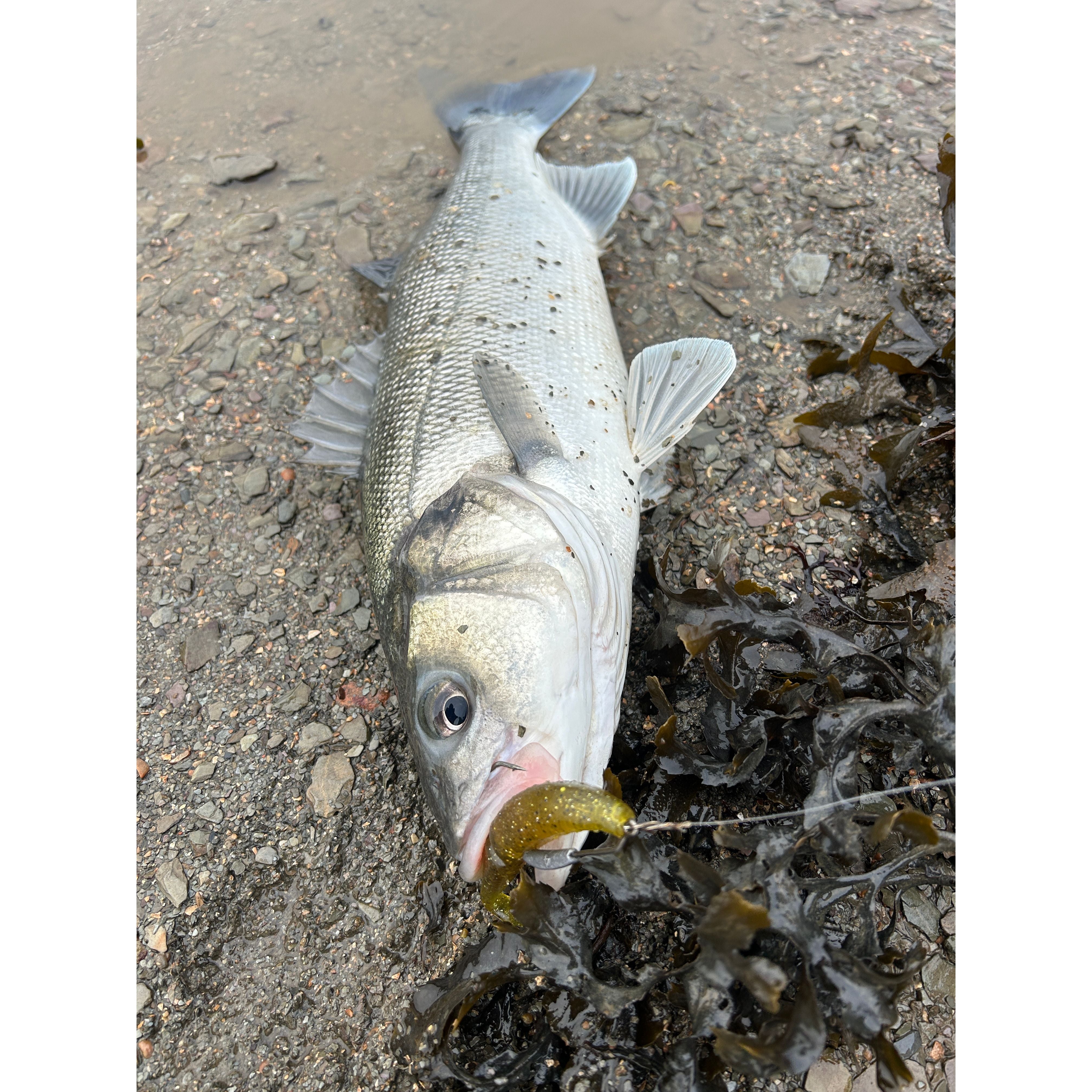 4” Handmade Cornish Split Shad Bass Lure Sets (NEW)