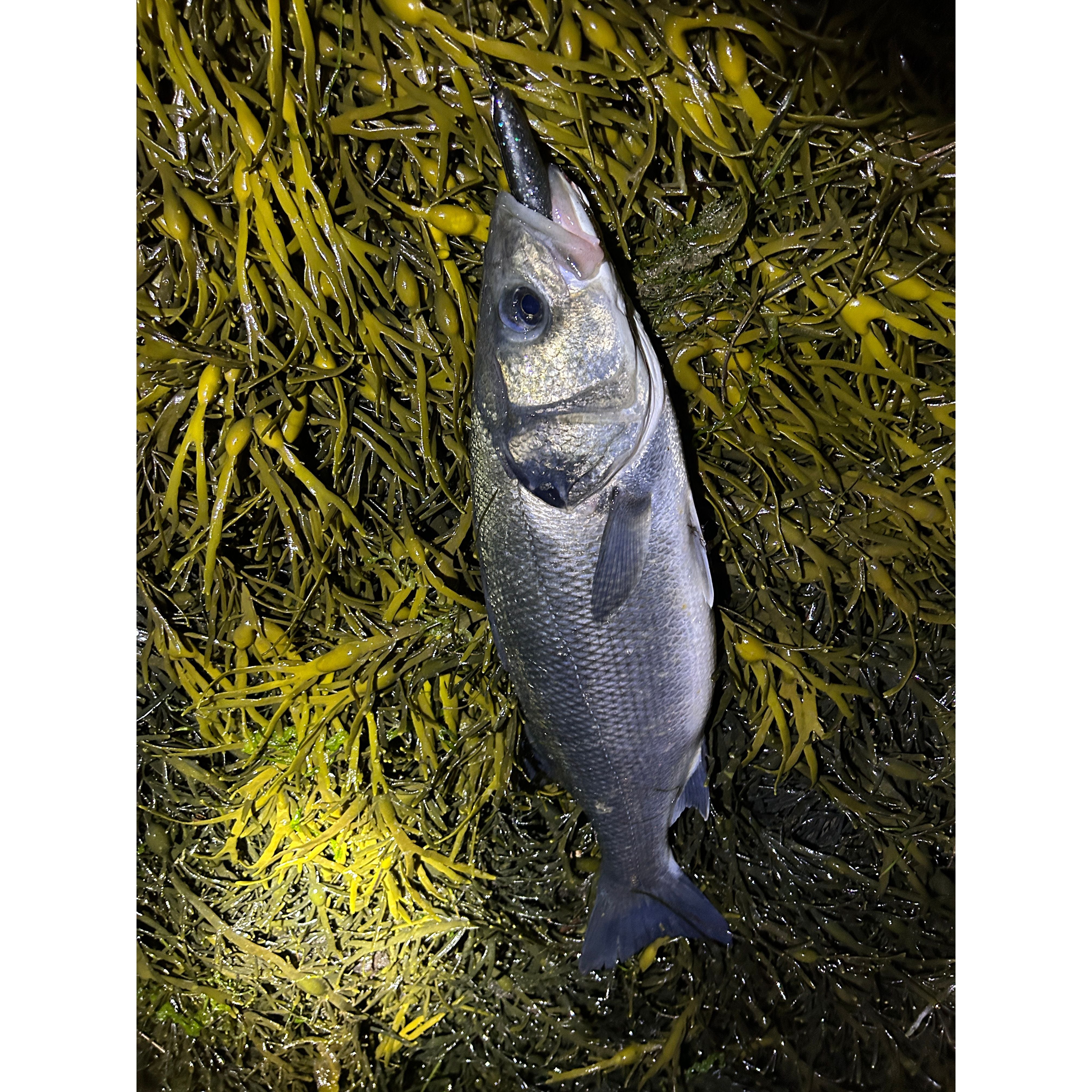 4” Handmade Cornish Split Shad Bass Lure Sets (NEW)