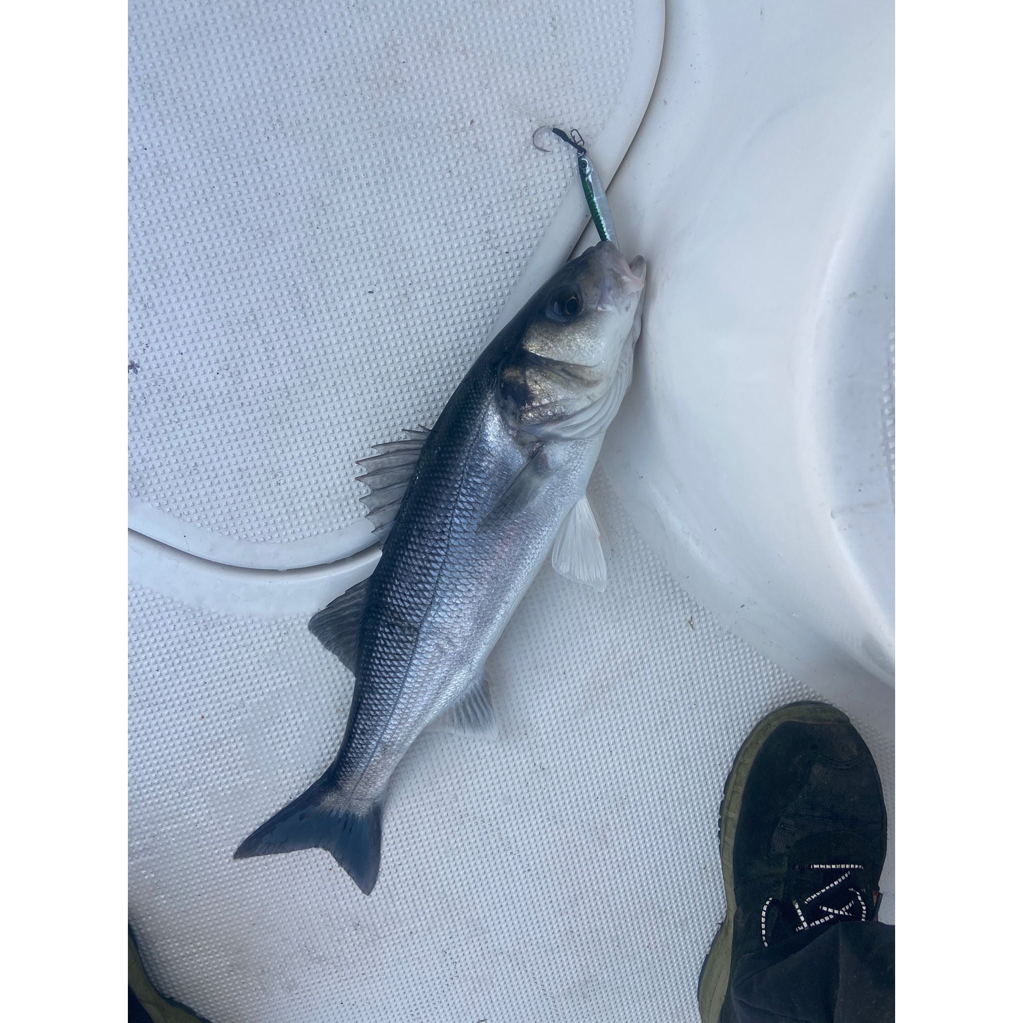 Seadra Aqua-Bullet Bait Fish Casting Bass Jig