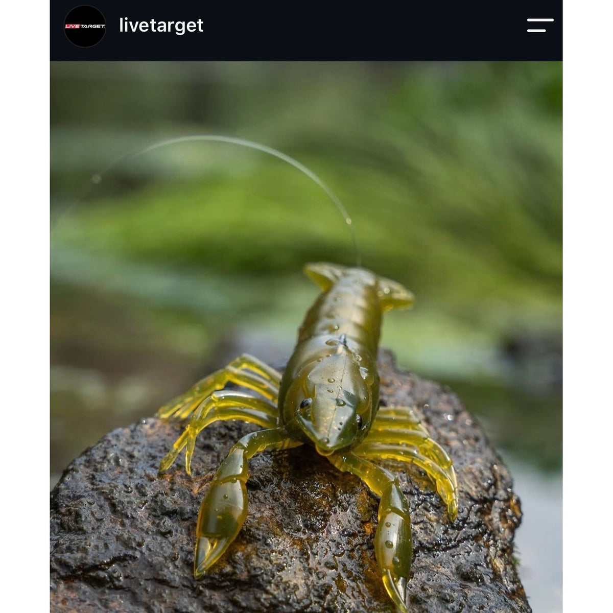 Live Target Crawfish Soft Plastic Bass Lure Packs (inc 1 hook)