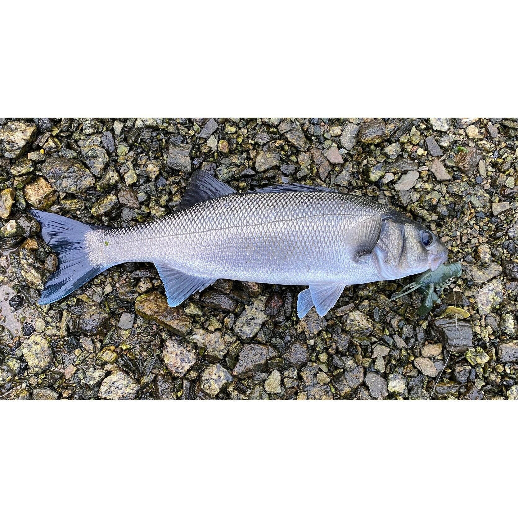 Small Creature Bait Bass Lures & Sets