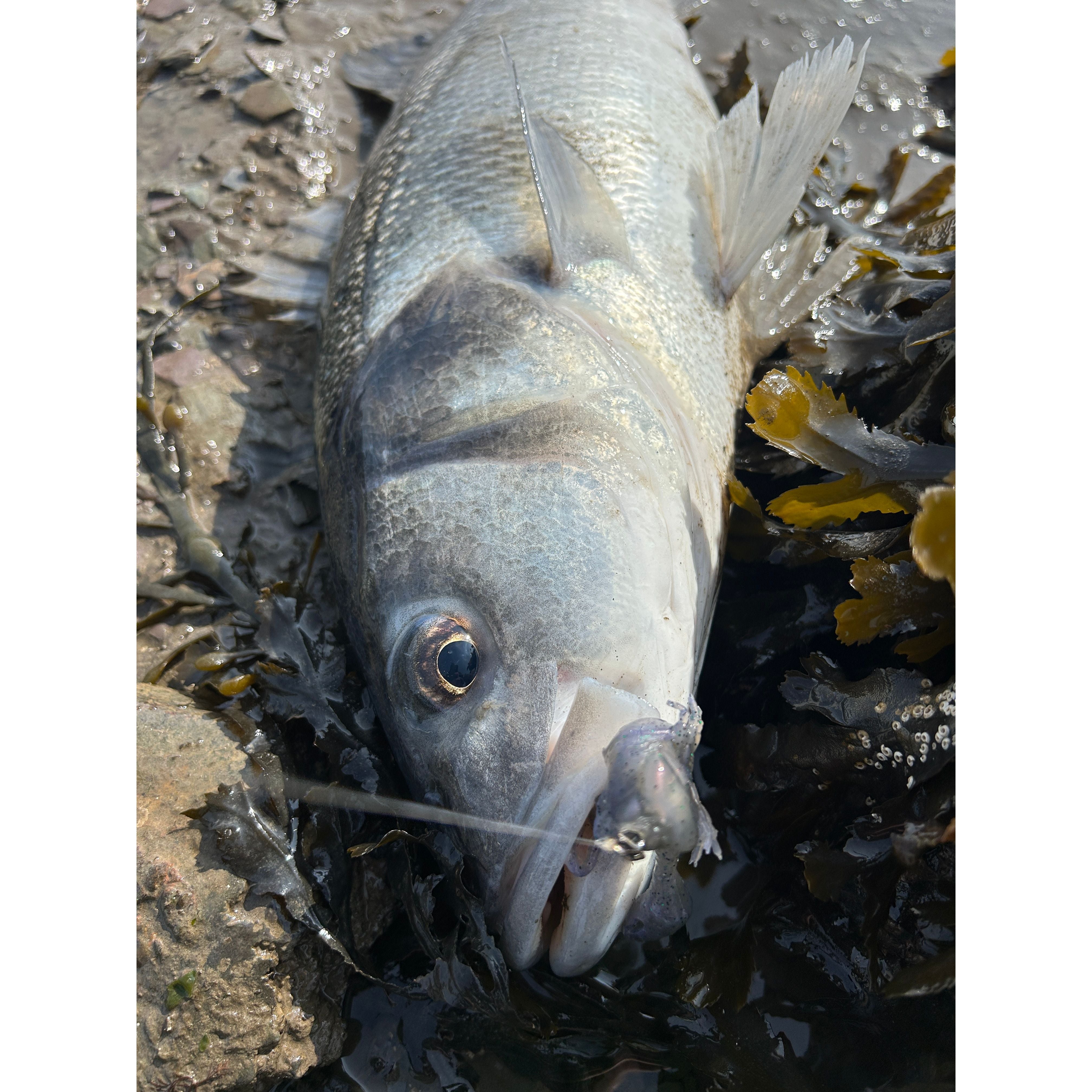 Small Creature Bait Bass Lures & Sets